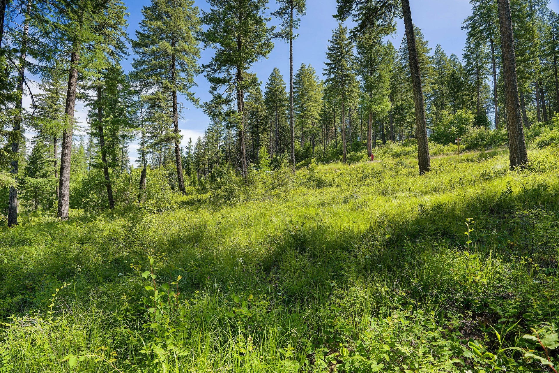 678 Saddlehorn Trail, Bigfork, MT 59911 678 Saddlehorn Trail, Bigfork, MT 59911