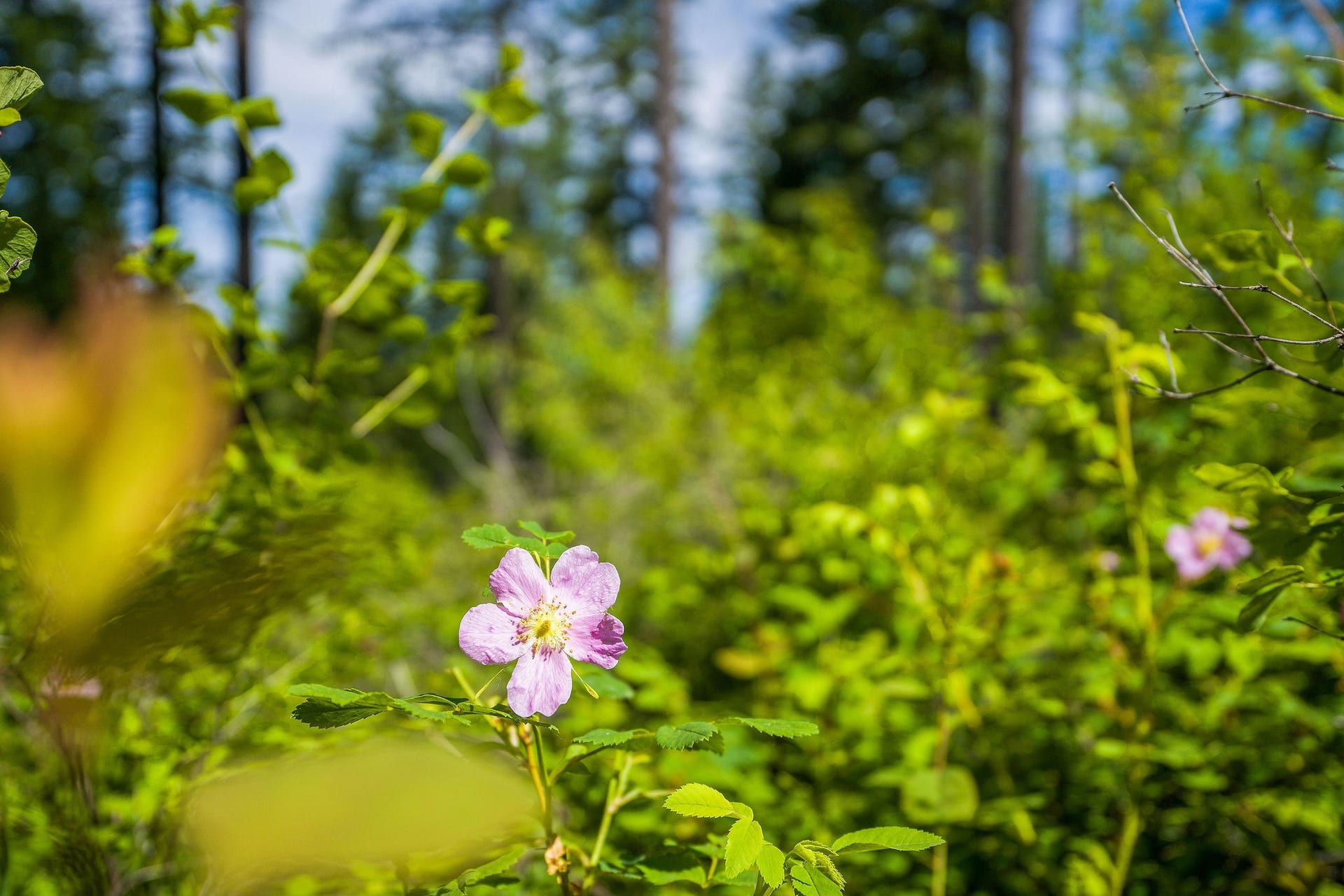 678 Saddlehorn Trail, Bigfork, MT 59911 678 Saddlehorn Trail, Bigfork, MT 59911