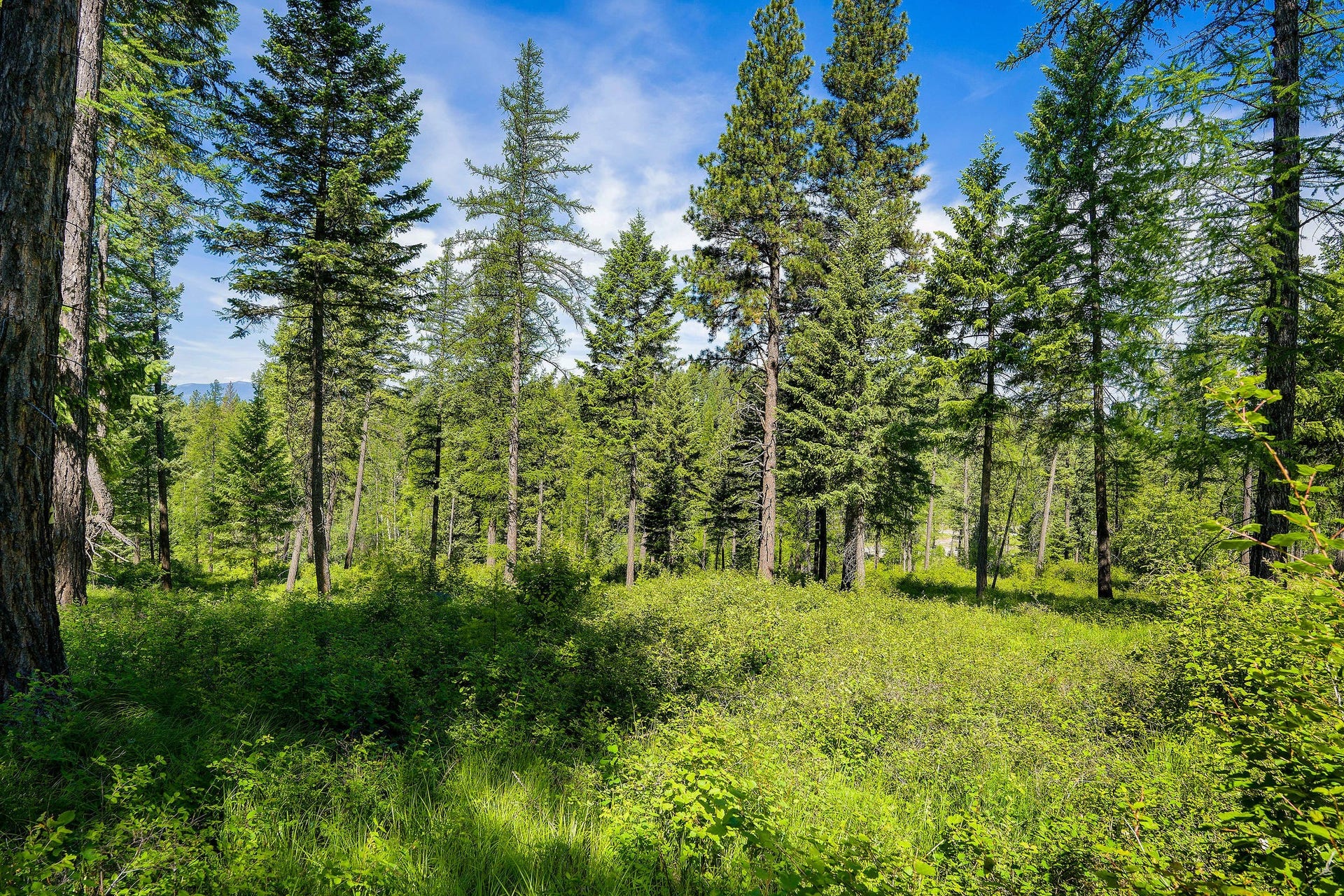 678 Saddlehorn Trail, Bigfork, MT 59911 678 Saddlehorn Trail, Bigfork, MT 59911