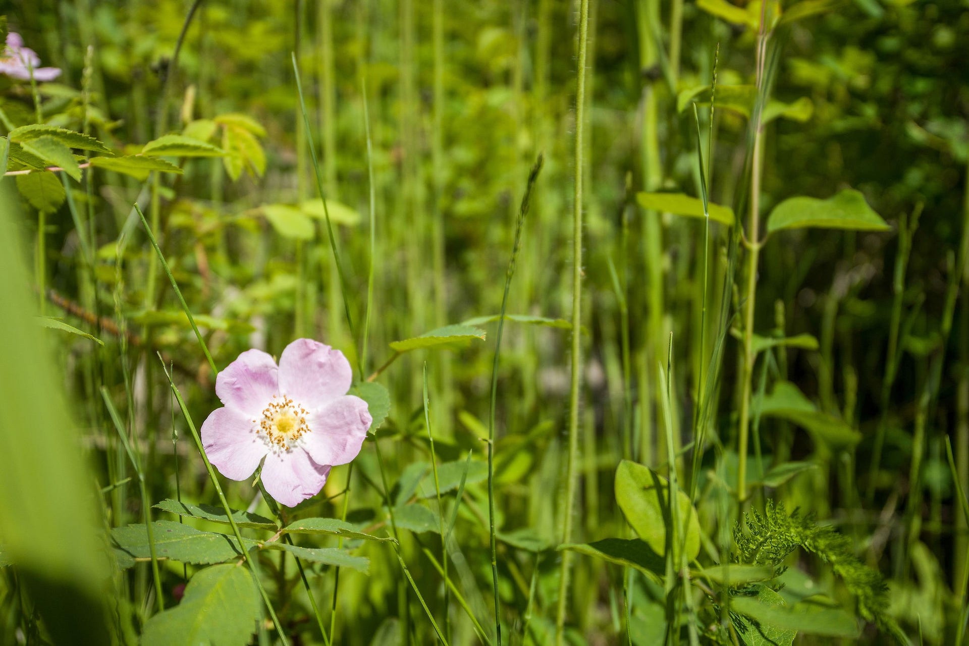 477 Chief Cliff Trail, Bigfork, MT 59911 477 Chief Cliff Trail - Native Flowers