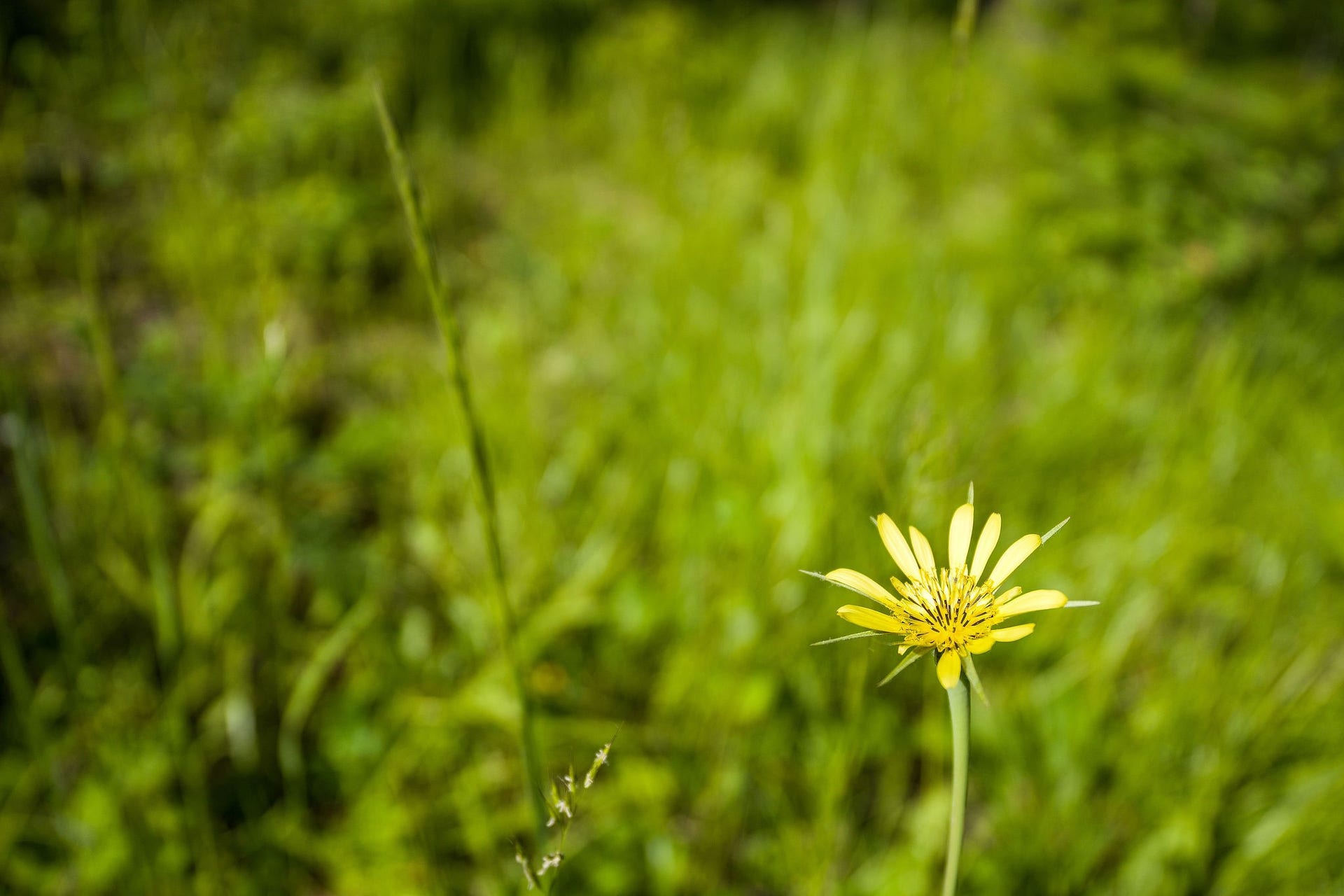 234 Trading Post Trail, Bigfork, MT 59911 234 Trading Post Trail Native Flowers