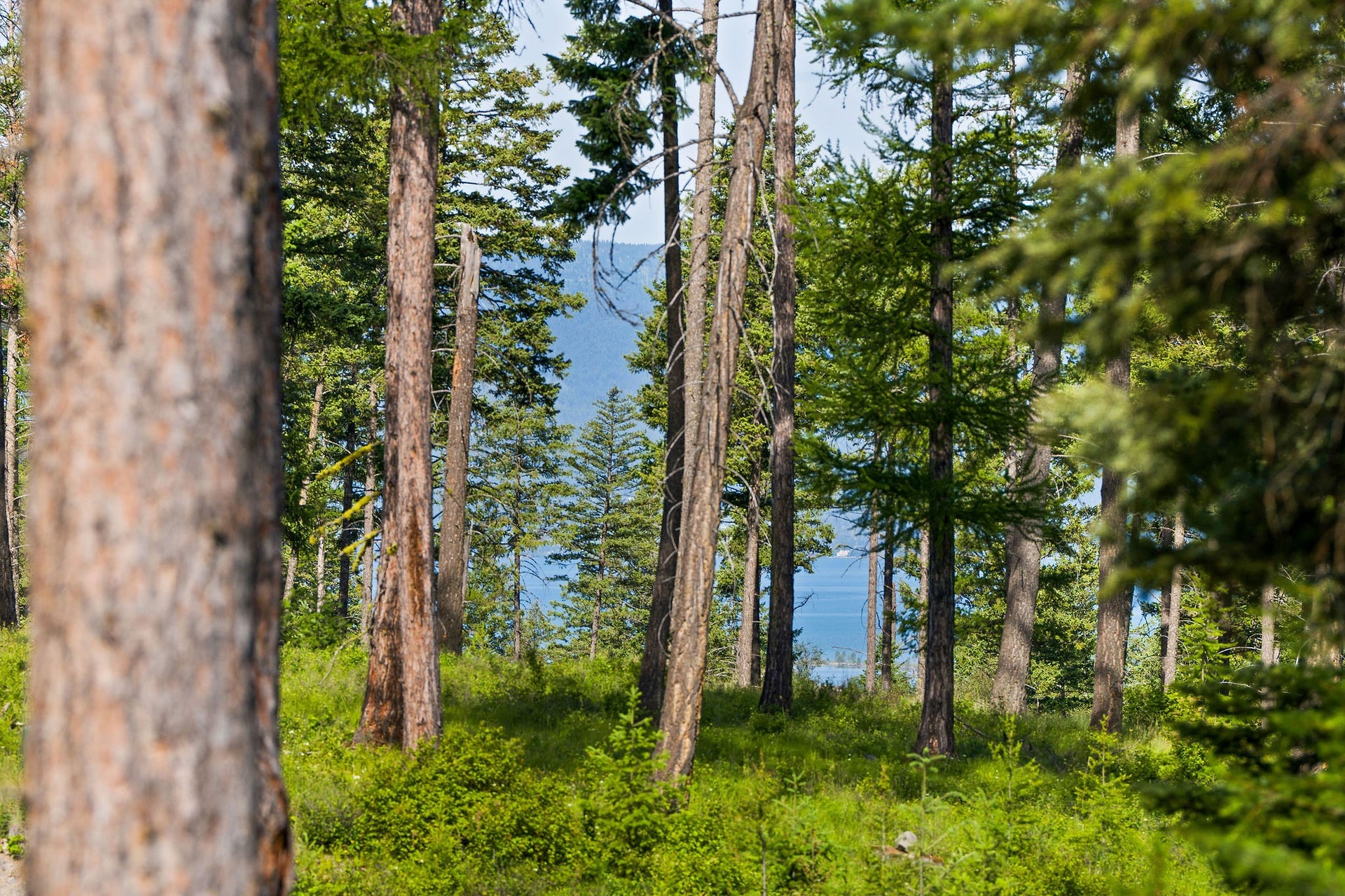 234 Trading Post Trail, Bigfork, MT 59911 234 Trading Post Trail View towards Flathead Lake