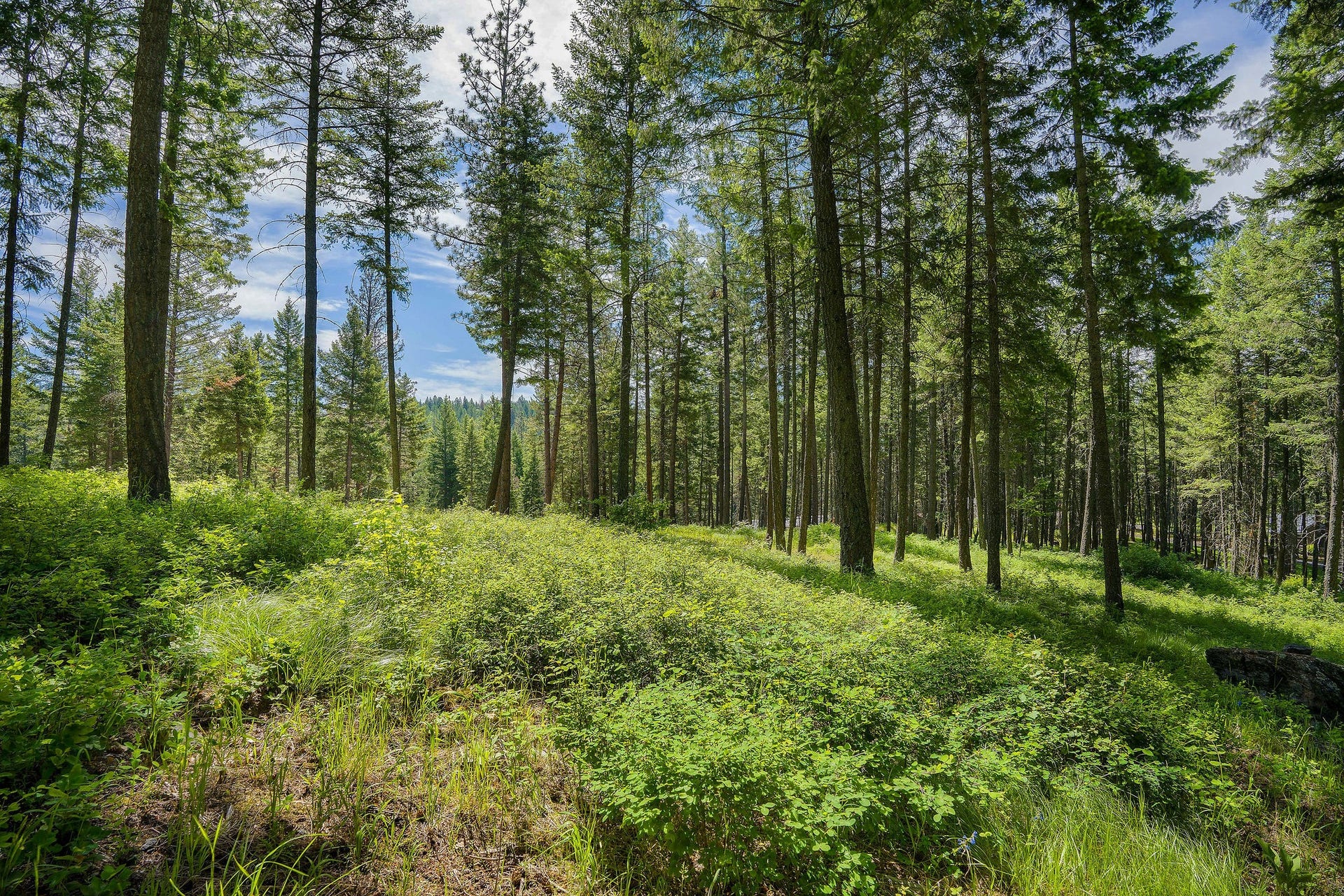 369 Chief Cliff Trail, Bigfork, MT 59911 369 Chief Cliff Trail