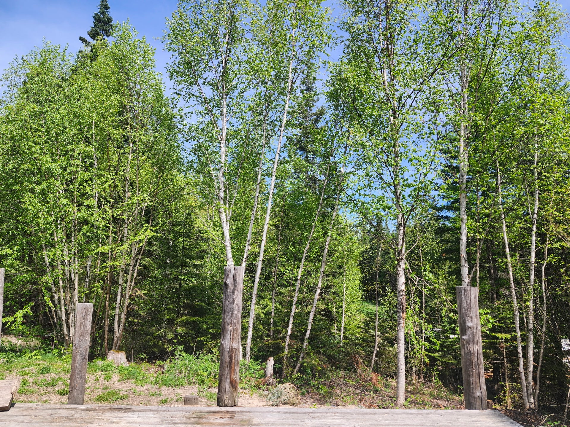 13376 Bug Creek Road, Bigfork, MT 59911 13376 Bug Creek Road, Bigfork, MT 59911