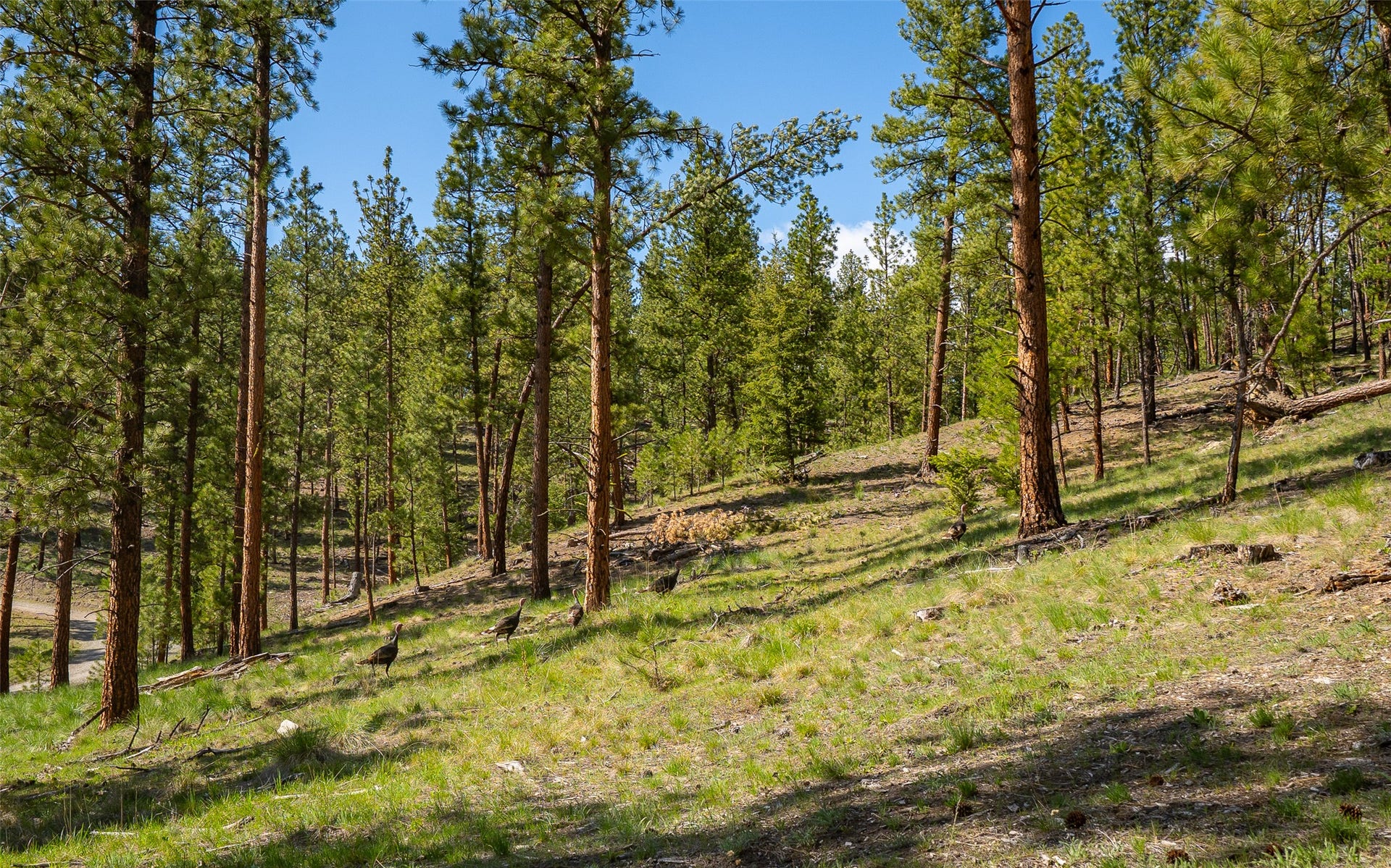 3605 Hubbart Dam Road, Marion, MT 59925 3605 Hubbart Dam Road, Marion, MT 59925