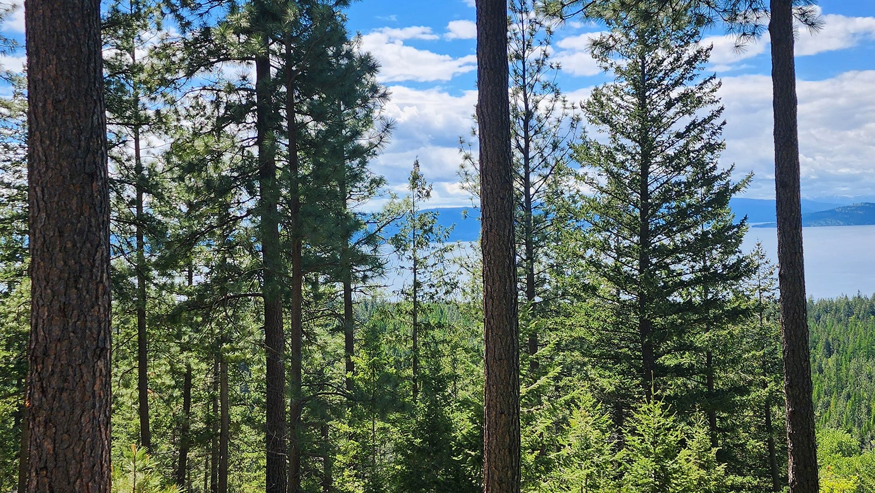 31683 Lake To Sky Drive, Bigfork, MT 59911 31683 Lake To Sky Drive, Bigfork, MT 59911