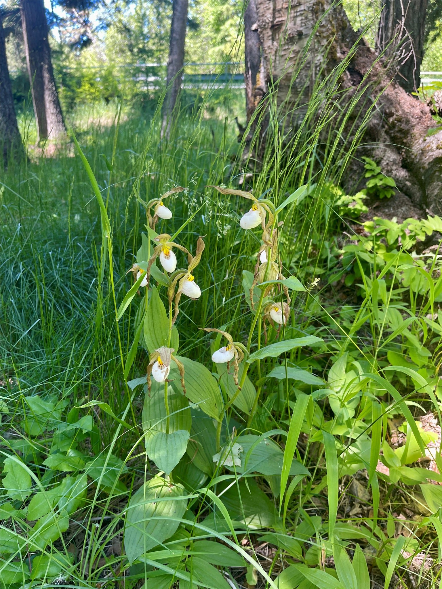Lady Slipper Orchids on Property