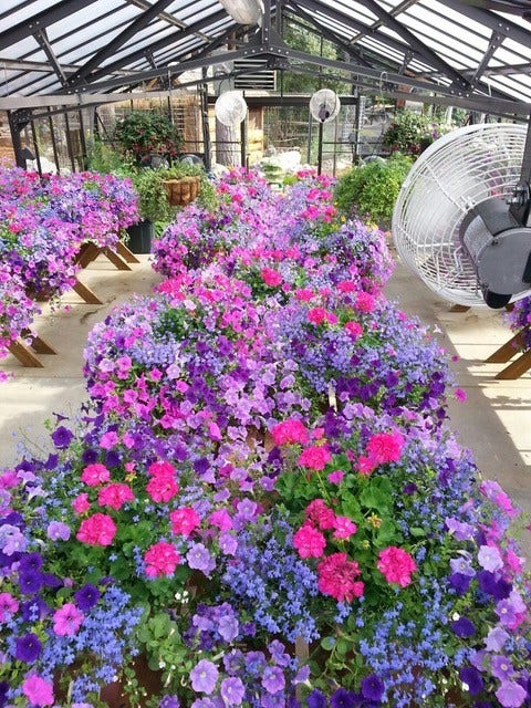 13518 Sylvan Drive, Bigfork, MT 59911 Heated greenhouse; an anthophiles dream