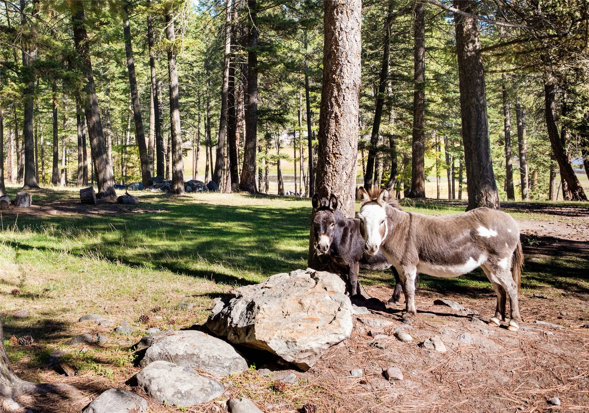 13518 Sylvan Drive, Bigfork, MT 59911 Daphne & Philomena, residents who would like to stay with property