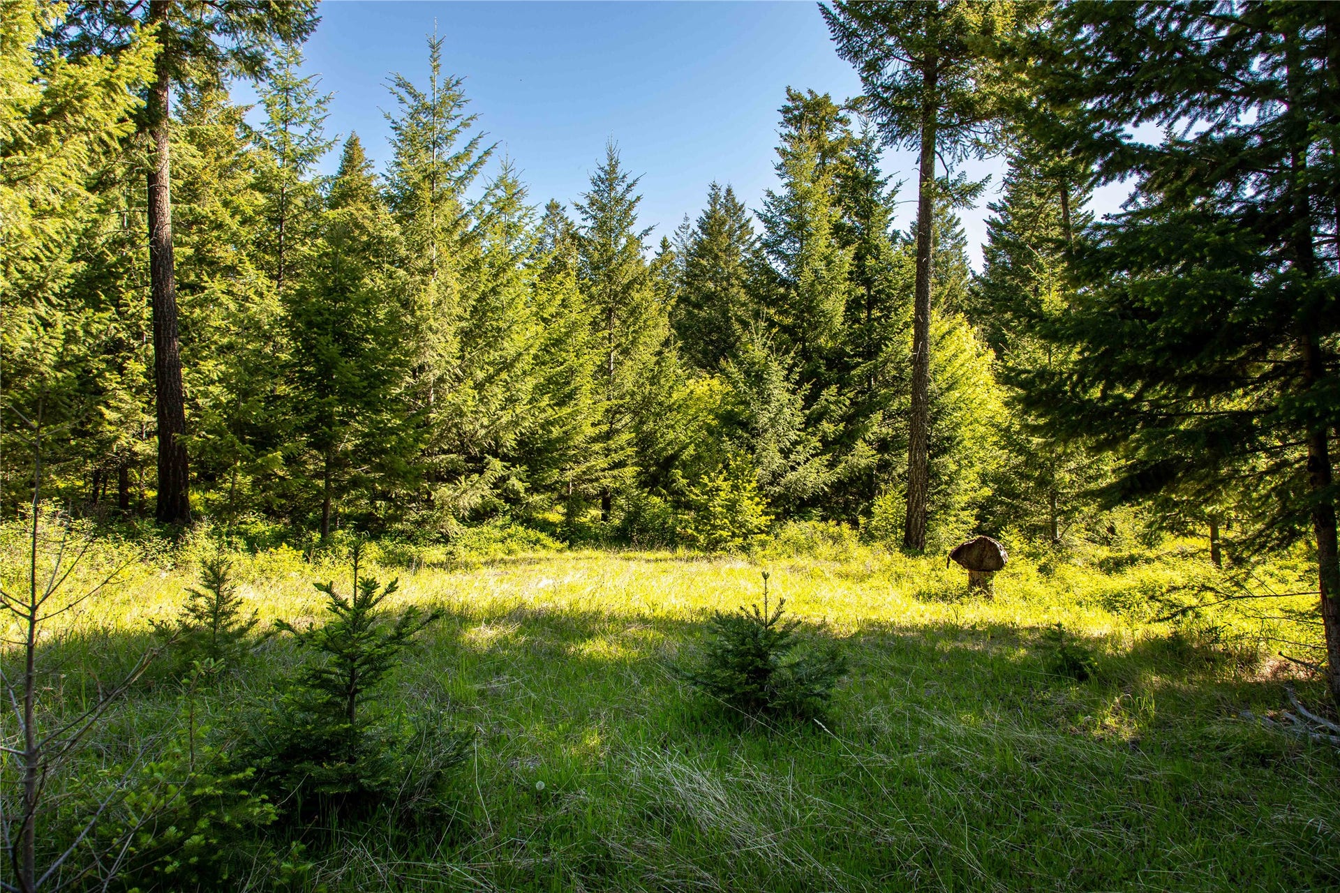 25 Starview Drive, Bigfork, MT 59911 Building site