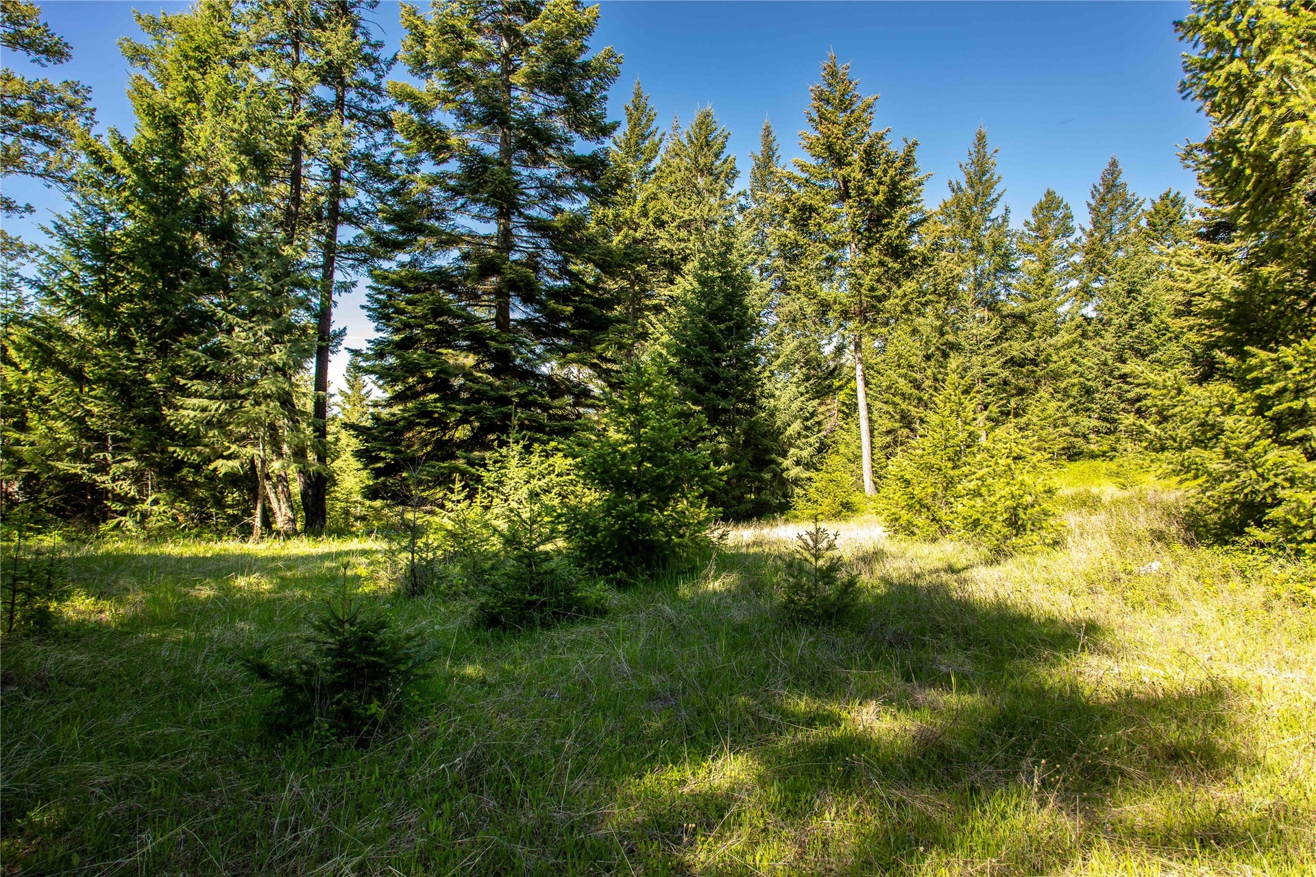25 Starview Drive, Bigfork, MT 59911 Building site