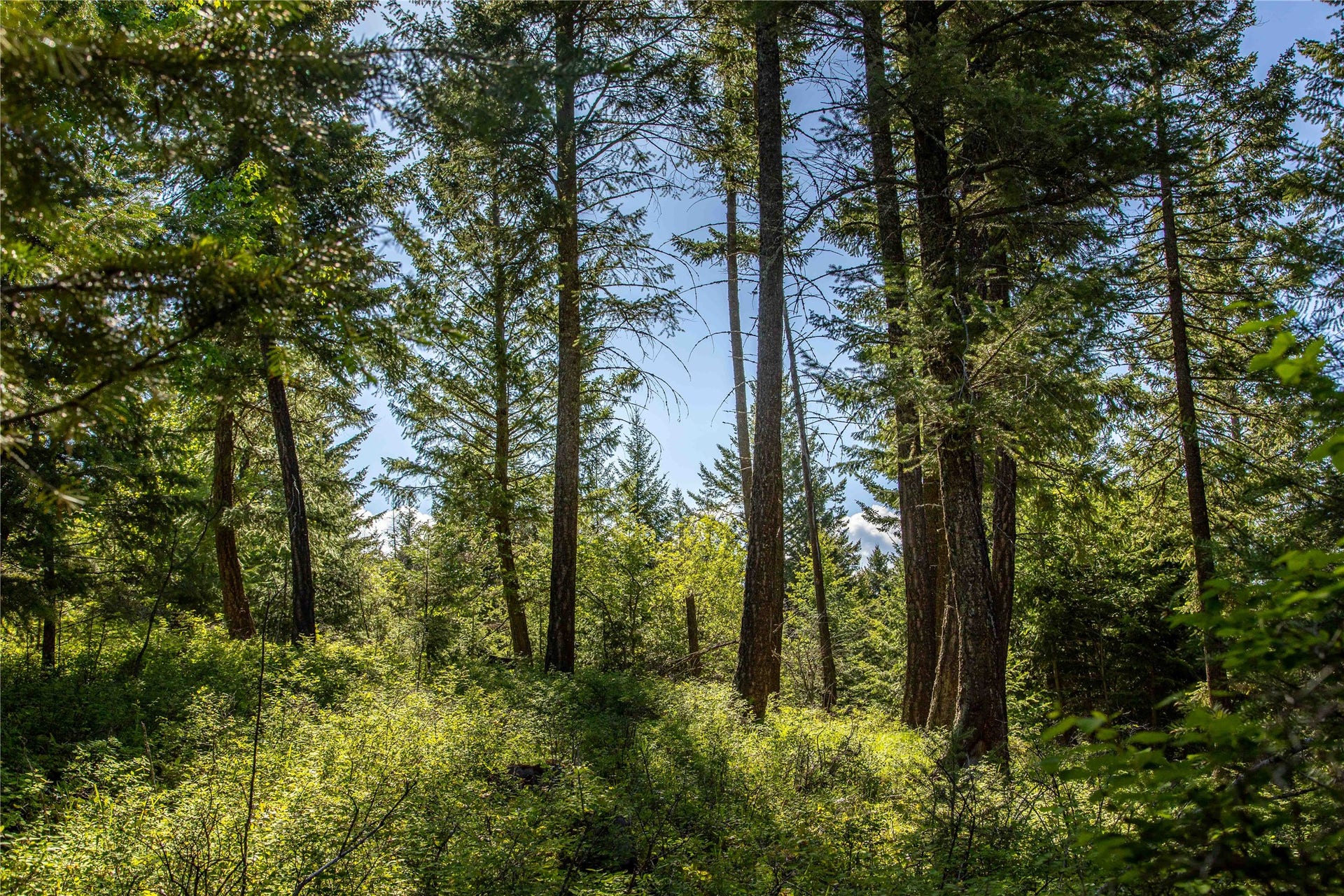 25 Starview Drive, Bigfork, MT 59911 25 Starview Drive, Bigfork, MT 59911