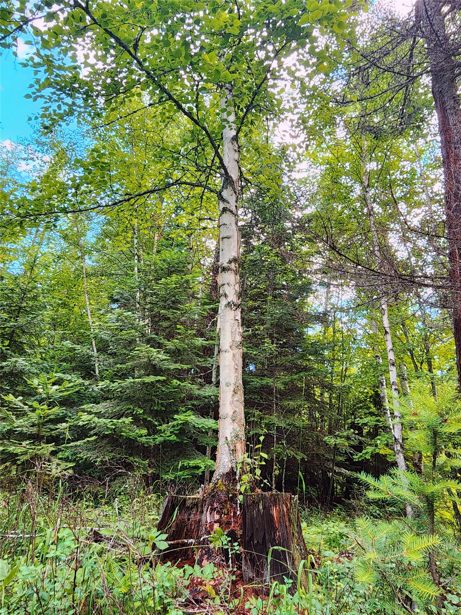 13727 Big Hawk Drive, Bigfork, MT 59911 Birch tree growing through old pine stump by SE access clearing