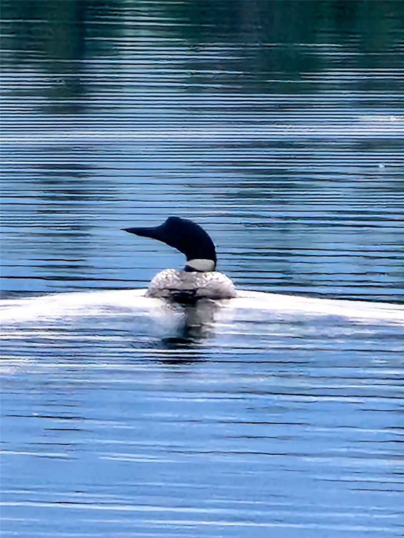 13727 Big Hawk Drive, Bigfork, MT 59911 Loon on Lake