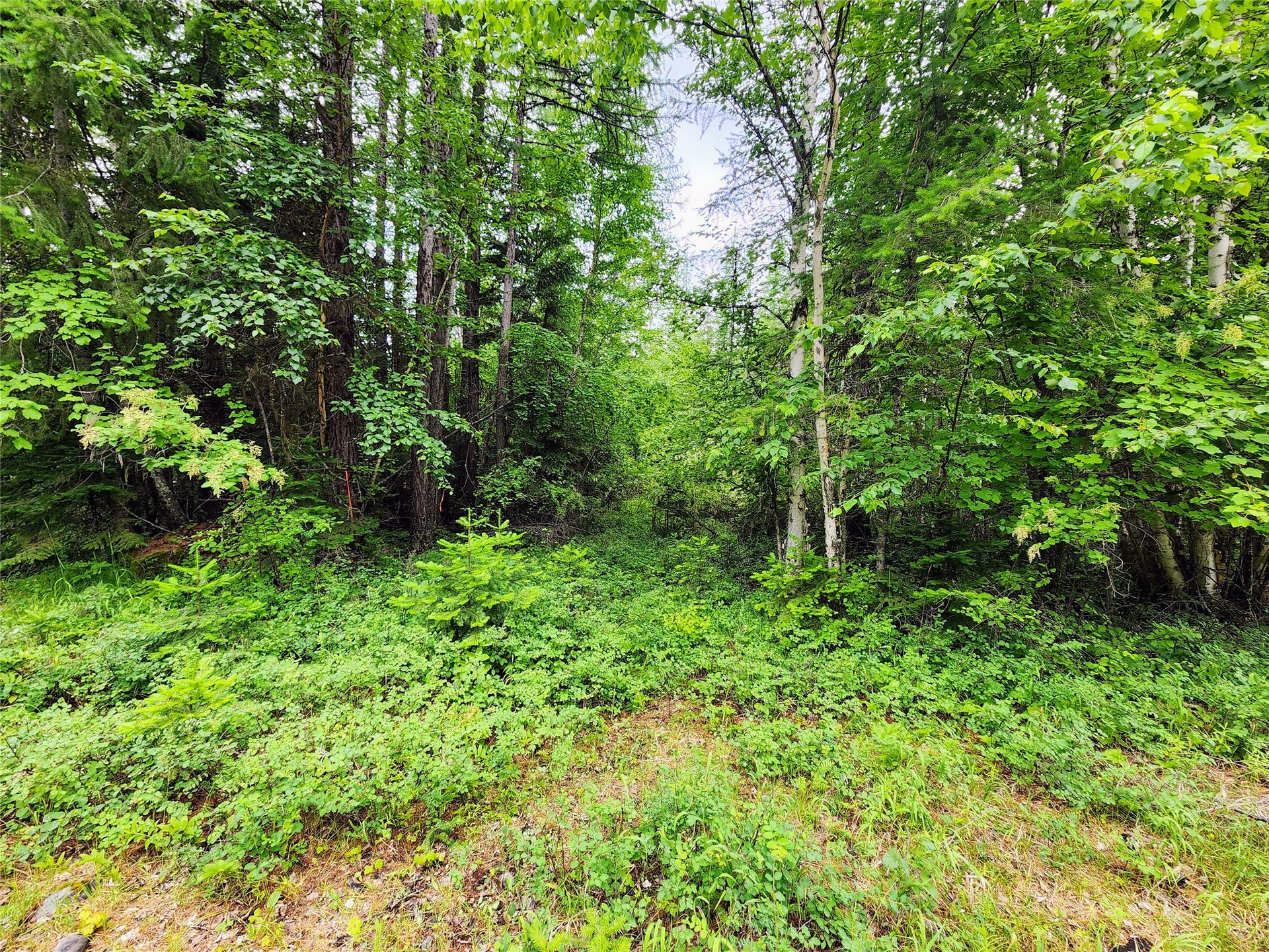 13727 Big Hawk Drive, Bigfork, MT 59911 SW access point to well area and build site