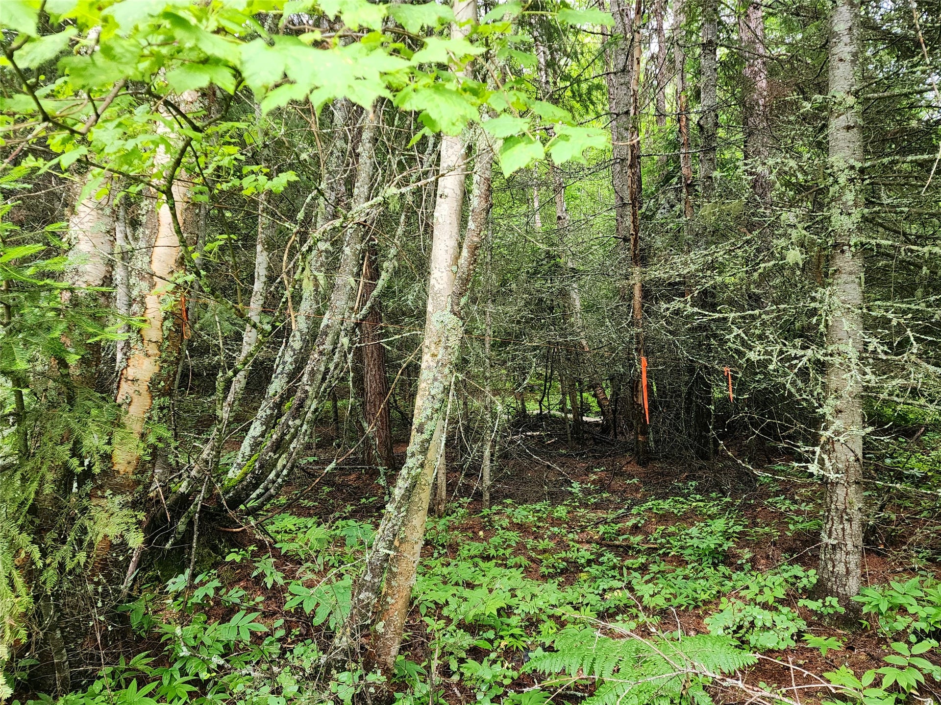 13727 Big Hawk Drive, Bigfork, MT 59911 Southwest access point - flagged - leads to pre-approved well site and possible driveway to build site