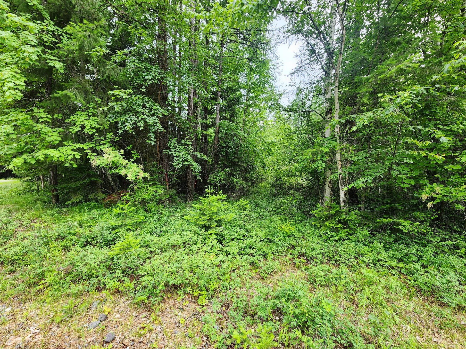 13727 Big Hawk Drive, Bigfork, MT 59911 Northeast access point - flagged - leads to pre-approved septic/drainfield location and possible driveway to home site.