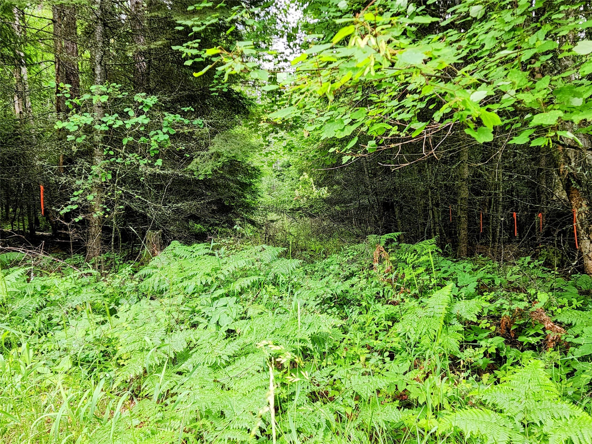 13727 Big Hawk Drive, Bigfork, MT 59911 Northeast access point - flagged - leads to pre-approved septic/drainfield location and possible driveway to home site.