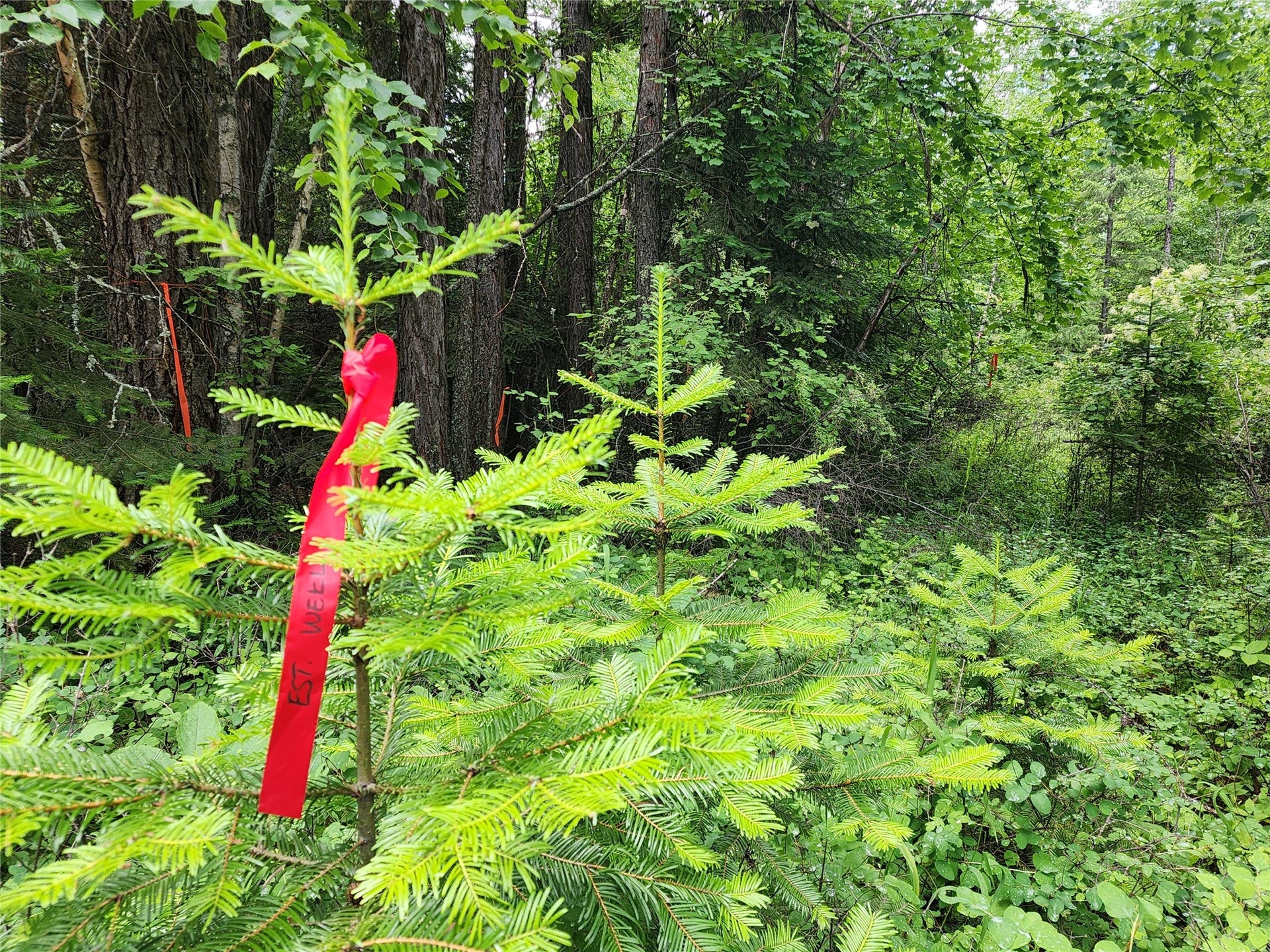13727 Big Hawk Drive, Bigfork, MT 59911 Flag on tree in approximate location of pre-approved well site and flags leading back to Big Hawk Road at SE corner which is also possible driveway access to build site