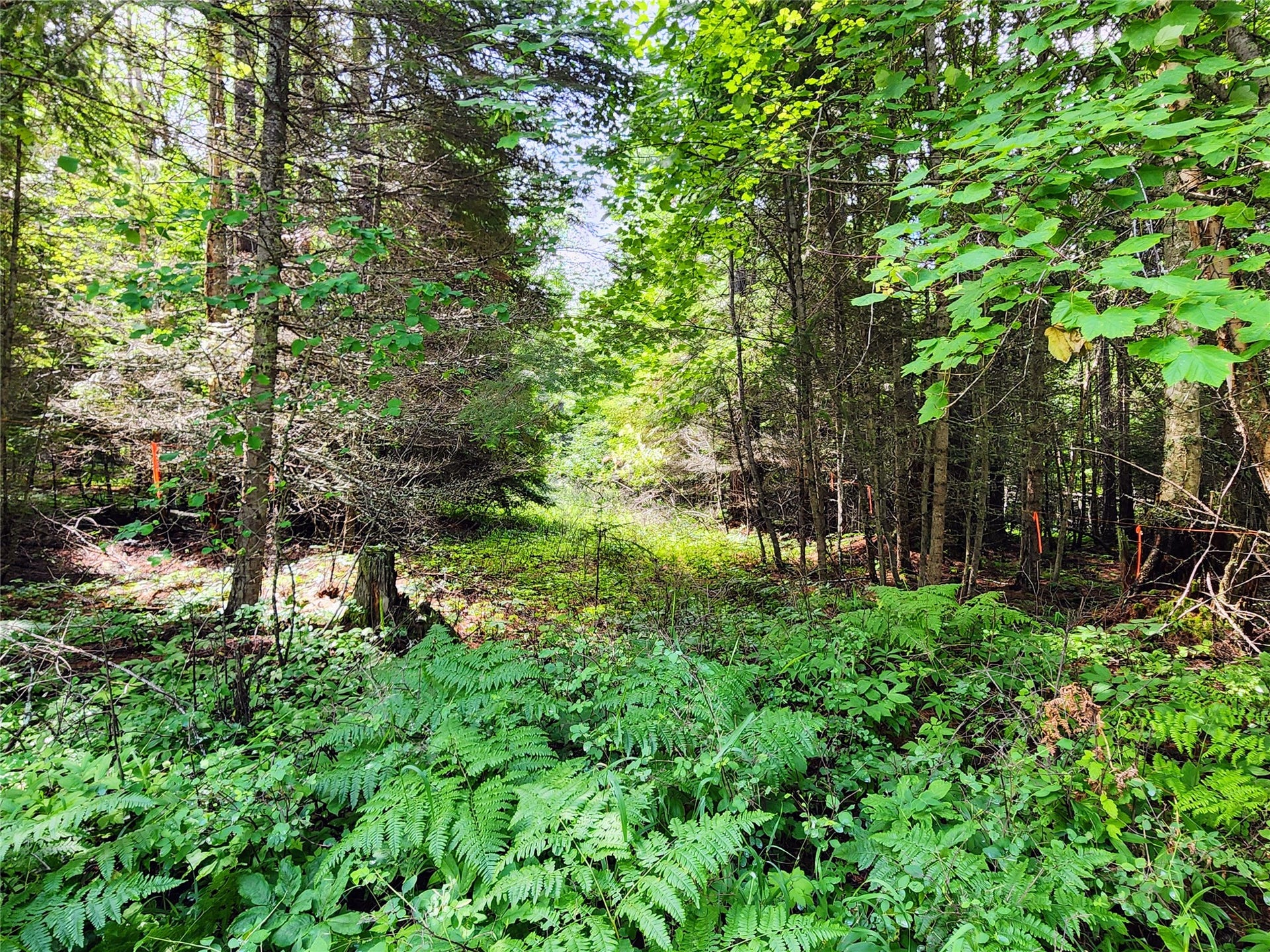 13727 Big Hawk Drive, Bigfork, MT 59911 NE access clearing leading to pre-approved septic/drainfield area and possible build site