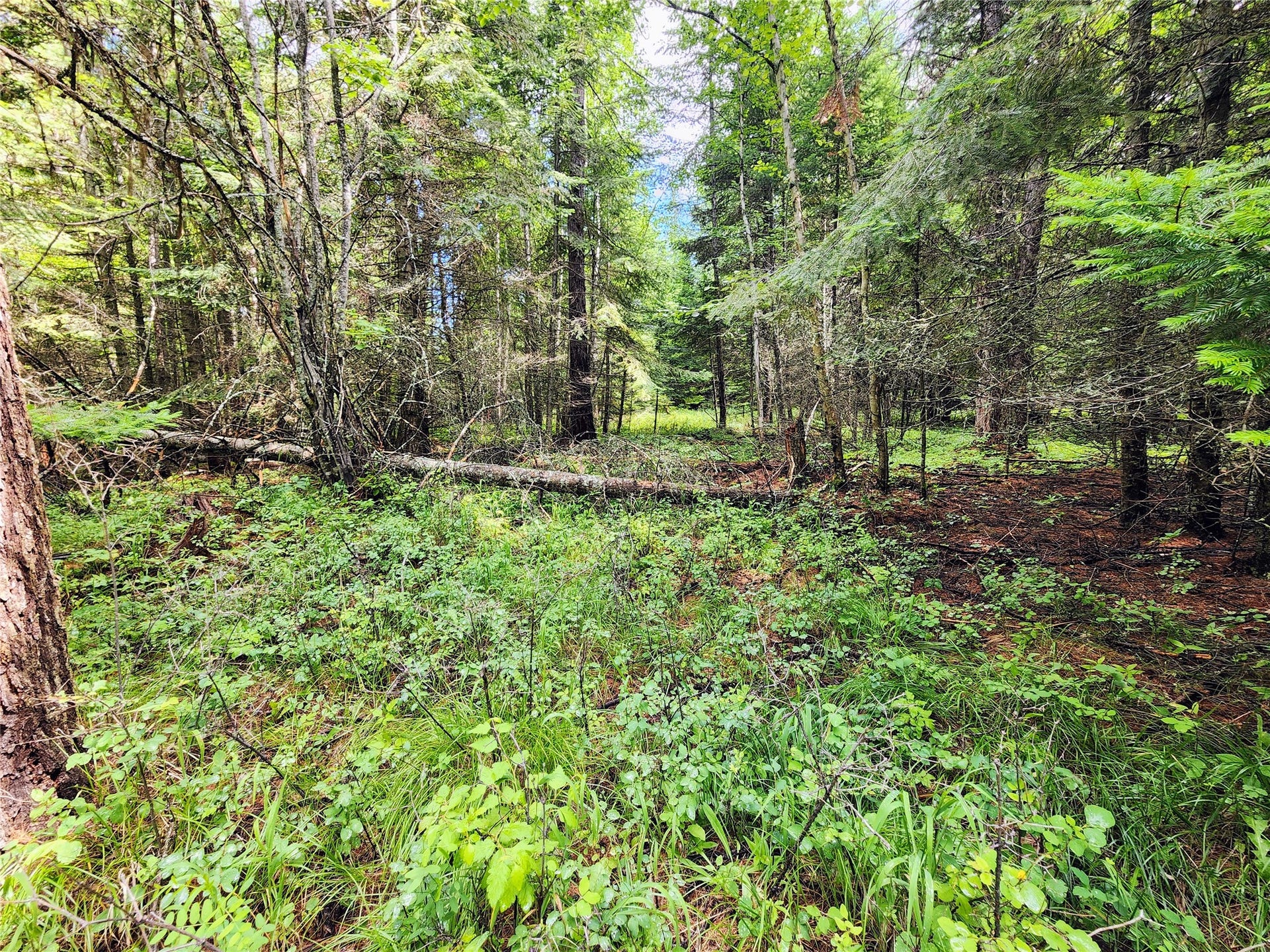 13727 Big Hawk Drive, Bigfork, MT 59911 cleared access from inland of the lot look out towards the NE corner from the pre-approved septic area and potential build site