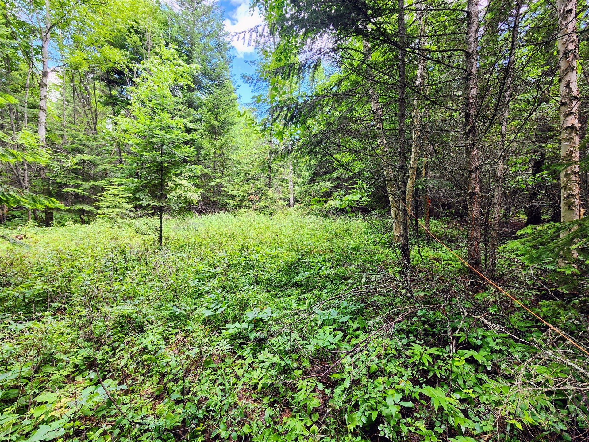 13727 Big Hawk Drive, Bigfork, MT 59911 Flags outlining pre-approved septic/drainfield location and large clearing to accommodate