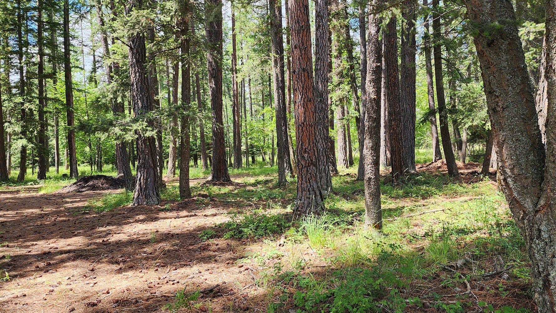 12430 Rippling Waters Road, Bigfork, MT 59911 12430 Rippling Waters Road, Bigfork, MT 59911