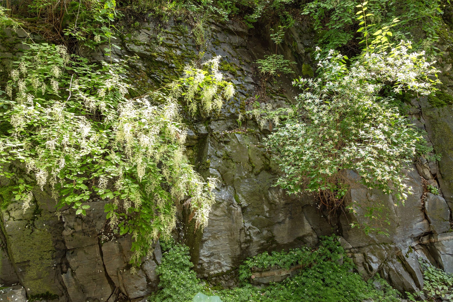 Rock outcroppings provide terraced plantings for a myriad of trees, shrubs and perennials.