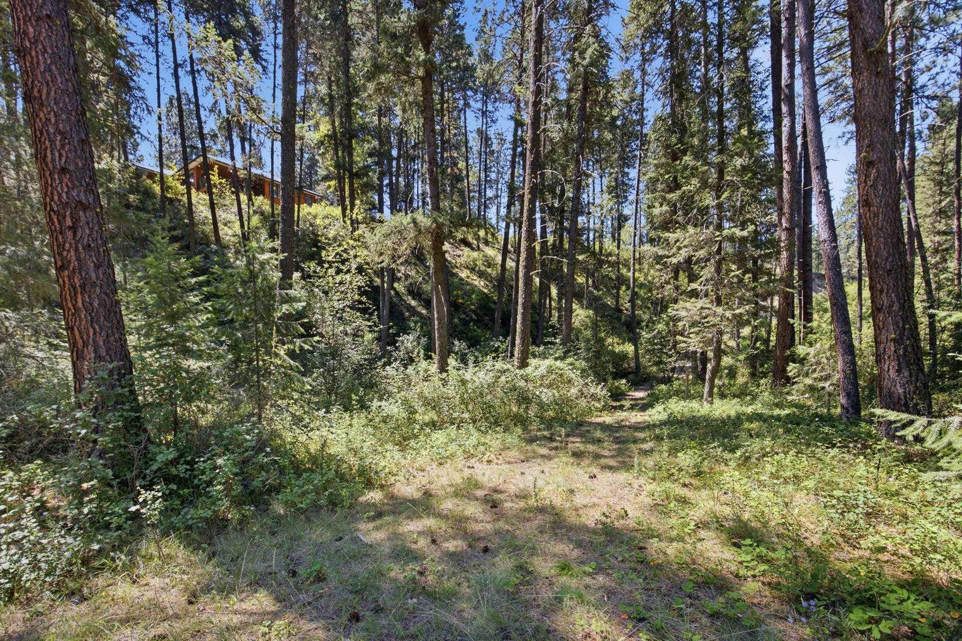 Towering pines and open wooded areas create a peaceful Montana setting while providing a scenic walk from the home toward the Clark Fork River.