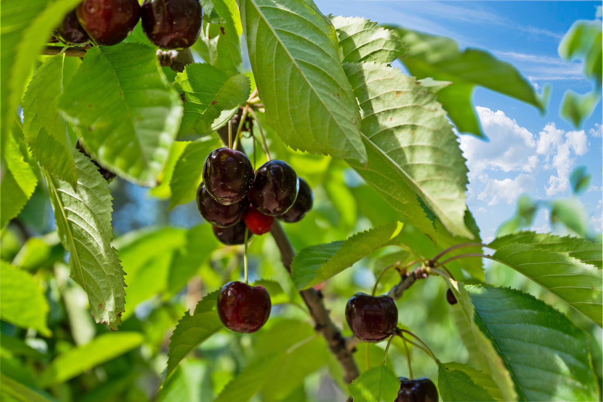 338 Flathead Lodge Road, Bigfork, MT 59911 The Cherry Orchard