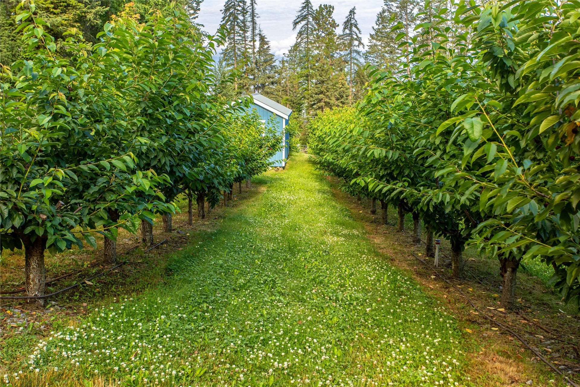 338 Flathead Lodge Road, Bigfork, MT 59911 Lipton Cherry trees.