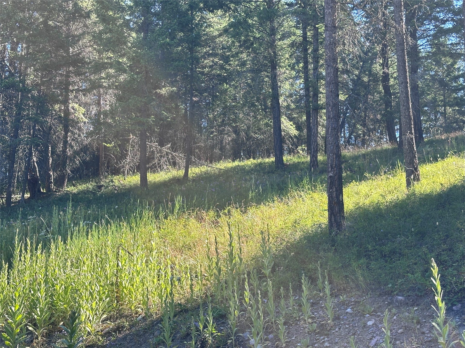 196 Belterra Lane, Bigfork, MT 59911 196 Belterra Lane, Bigfork, MT 59911