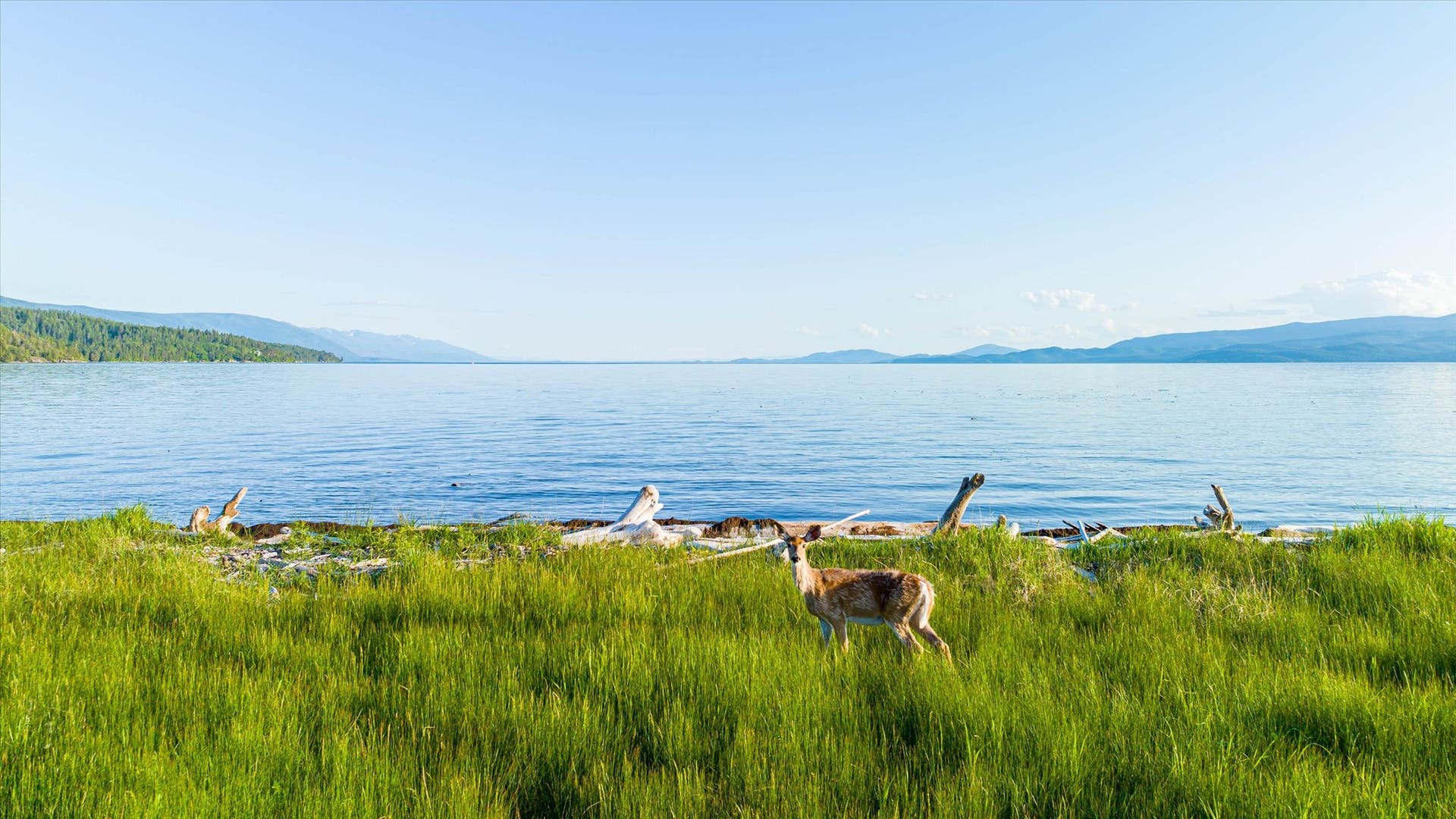 505 Skid Trail, Bigfork, MT 59911 Flathead Lake