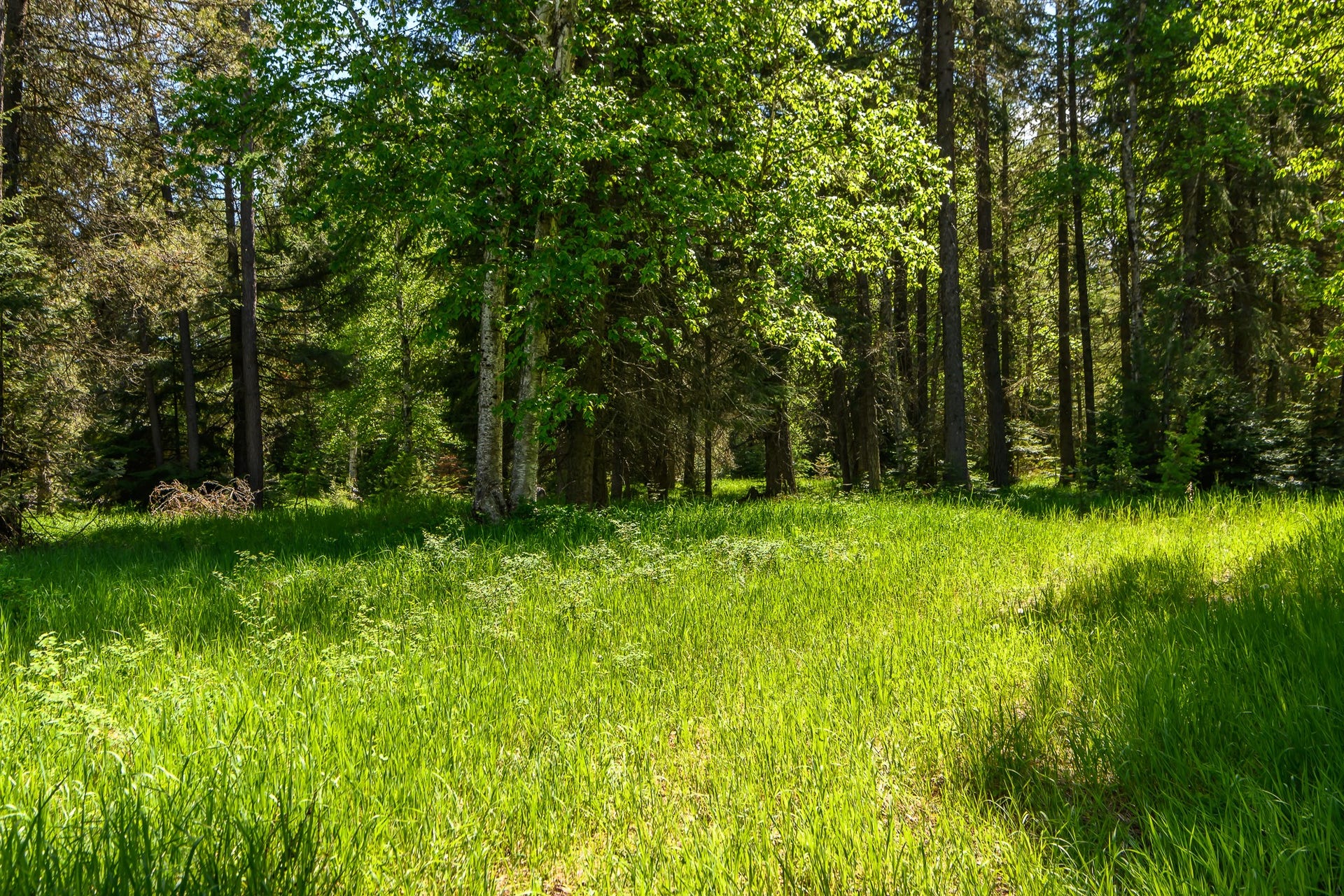 541 Alpine Drive, Bigfork, MT 59911 541 Alpine Drive, Bigfork, MT 59911