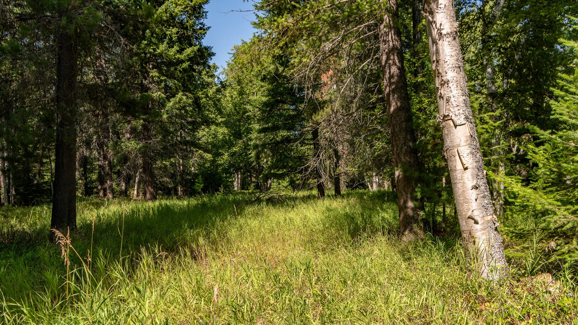 541 Alpine Drive, Bigfork, MT 59911 541 Alpine Drive, Bigfork, MT 59911