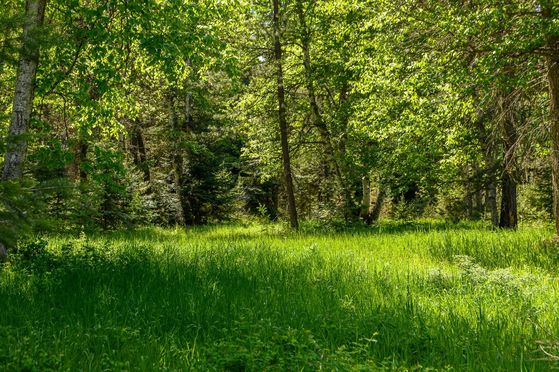 541 Alpine Drive, Bigfork, MT 59911 541 Alpine Drive, Bigfork, MT 59911