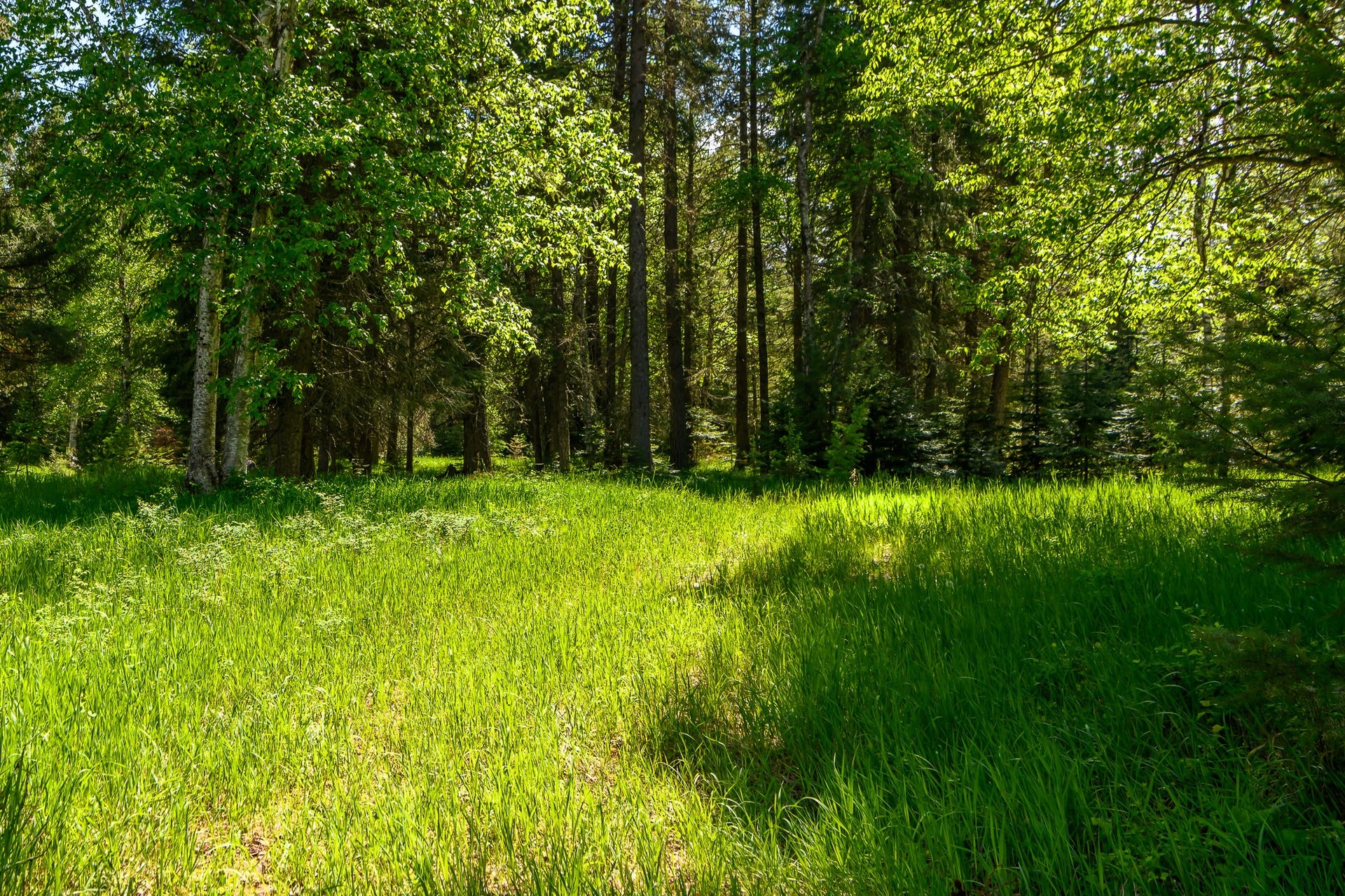 541 Alpine Drive, Bigfork, MT 59911 541 Alpine Drive, Bigfork, MT 59911