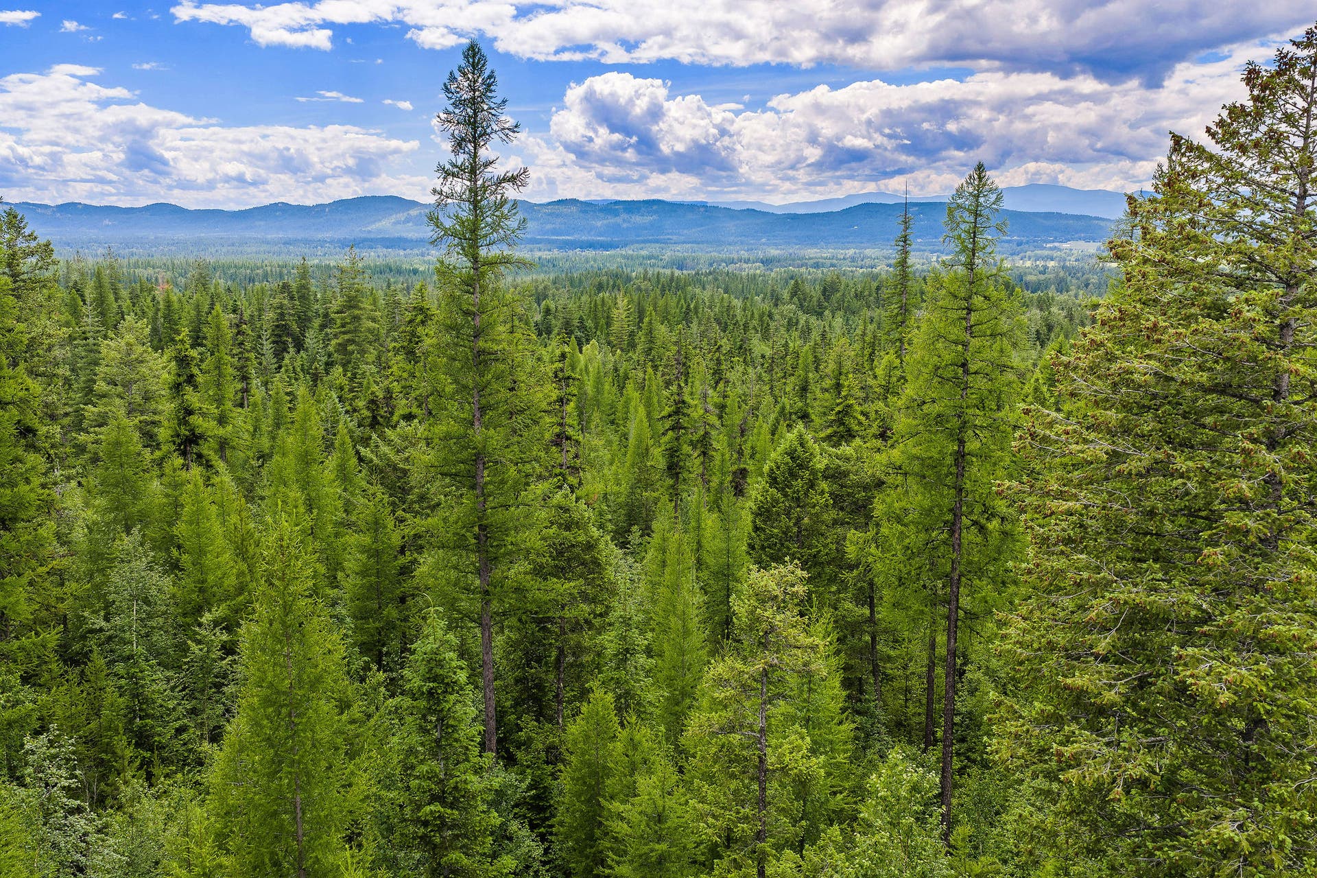 70 Big Cedar, Bigfork, MT 59911 70 Big Cedar, Bigfork, MT 59911