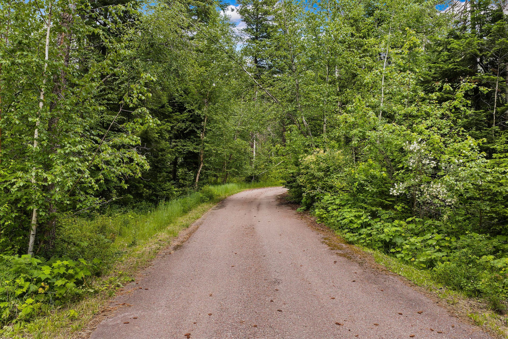 70 Big Cedar, Bigfork, MT 59911 Beautiful wooded driveway