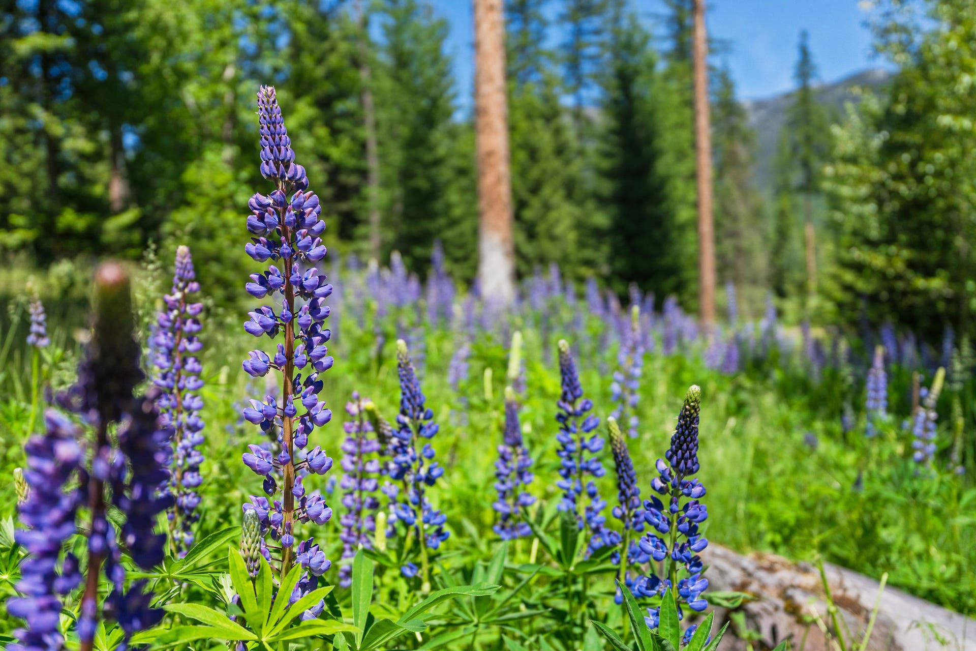500 Wild Swan Trail, Bigfork, MT 59911 500 Wild Swan Trail, Bigfork, MT 59911