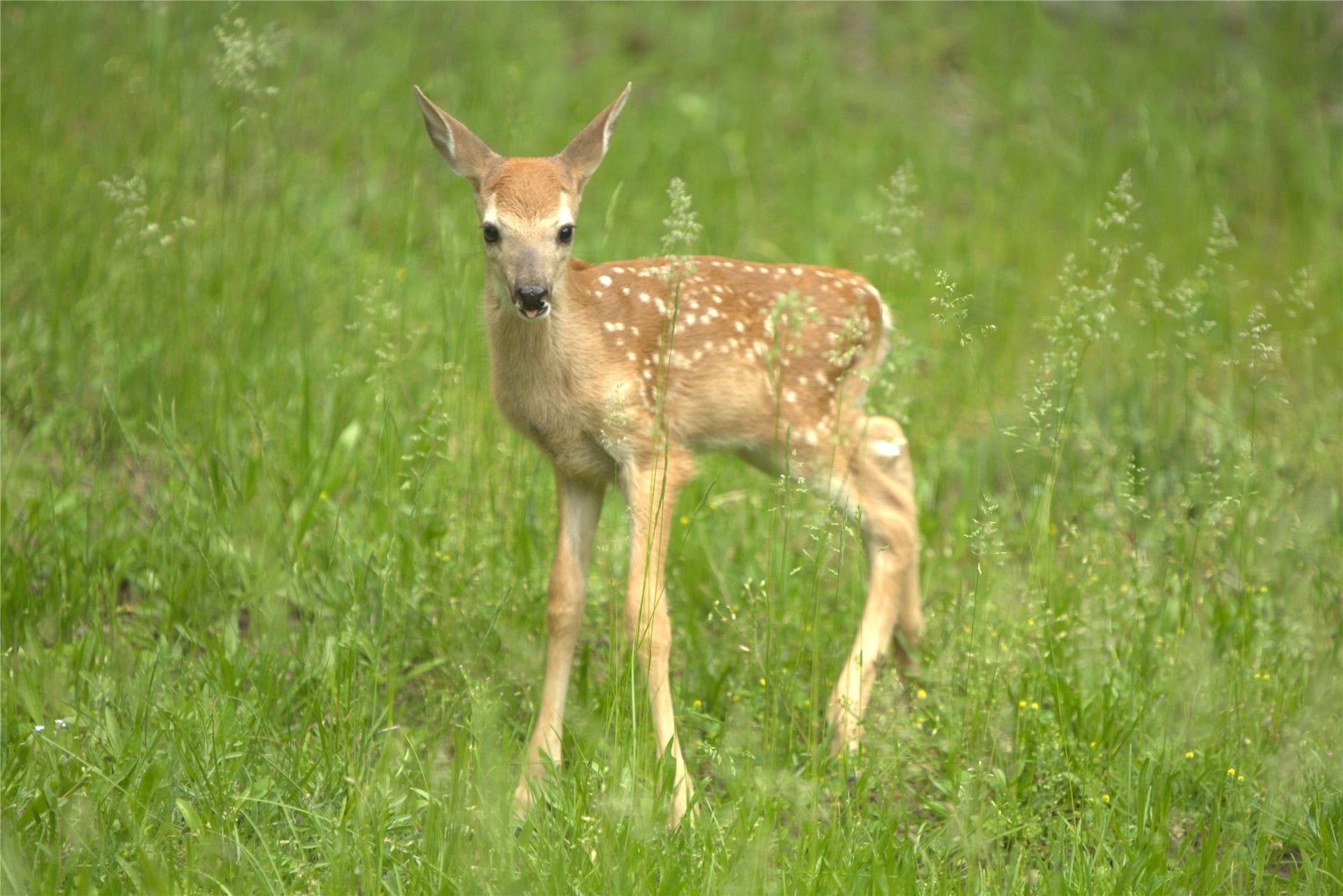 244 Bench Drive, Kalispell, MT 59901 Local Montana wildlife deer fawn spotted on 3-acre private property near Jewel Basin.