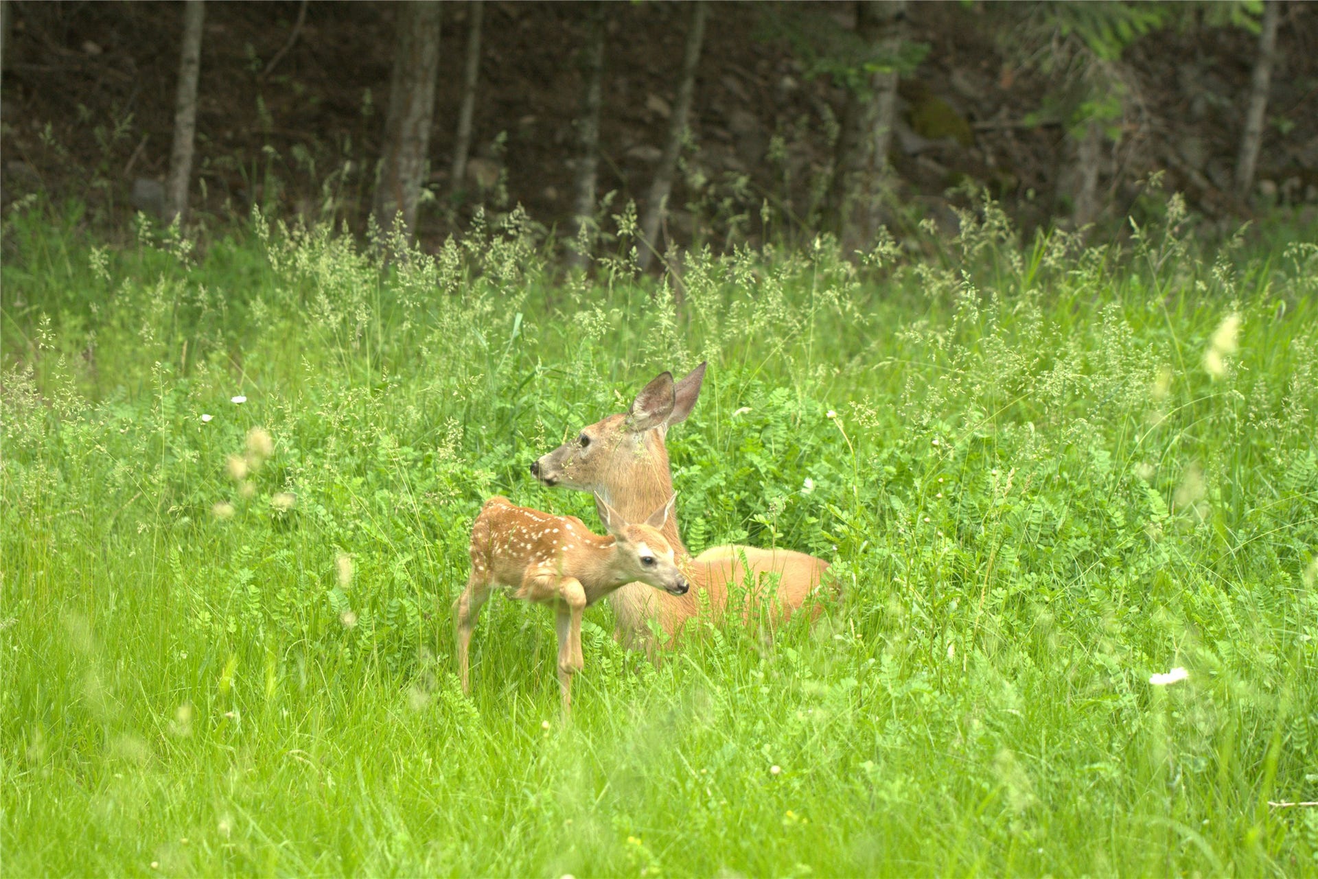 244 Bench Drive, Kalispell, MT 59901 Local Montana wildlife deer mom and fawn spotted on 3-acre private property near Jewel Basin.
