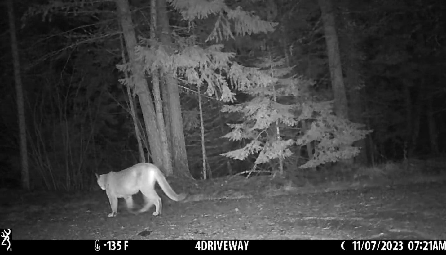 244 Bench Drive, Kalispell, MT 59901 Mountain lion wildlife image captured on wooded parcel near Bigfork and Kalispell Montana.