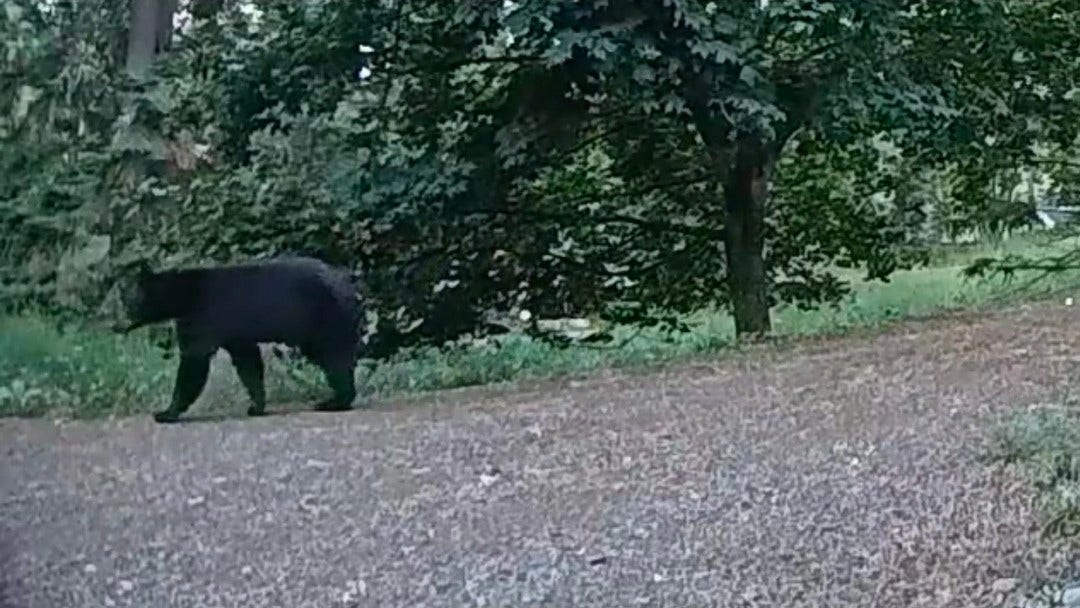 244 Bench Drive, Kalispell, MT 59901 Black bear wildlife sighting on private wooded acreage in Flathead County Montana.
