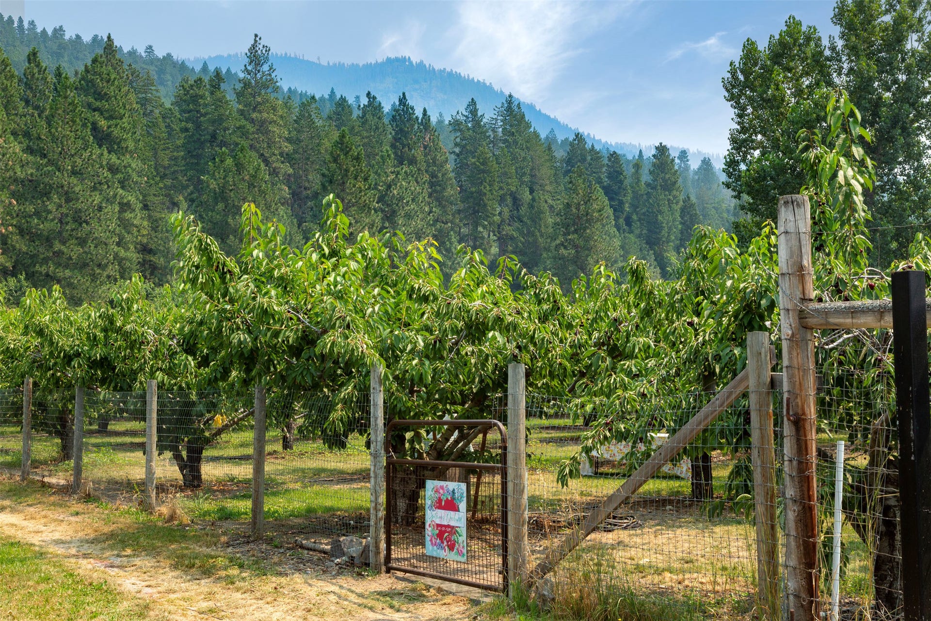21848 Mt Highway 35, Bigfork, MT 59911 Cherry orchard with multiple varieties of sweet cherries on four irrigated acres. Trees groomed for easy picking without ladders.