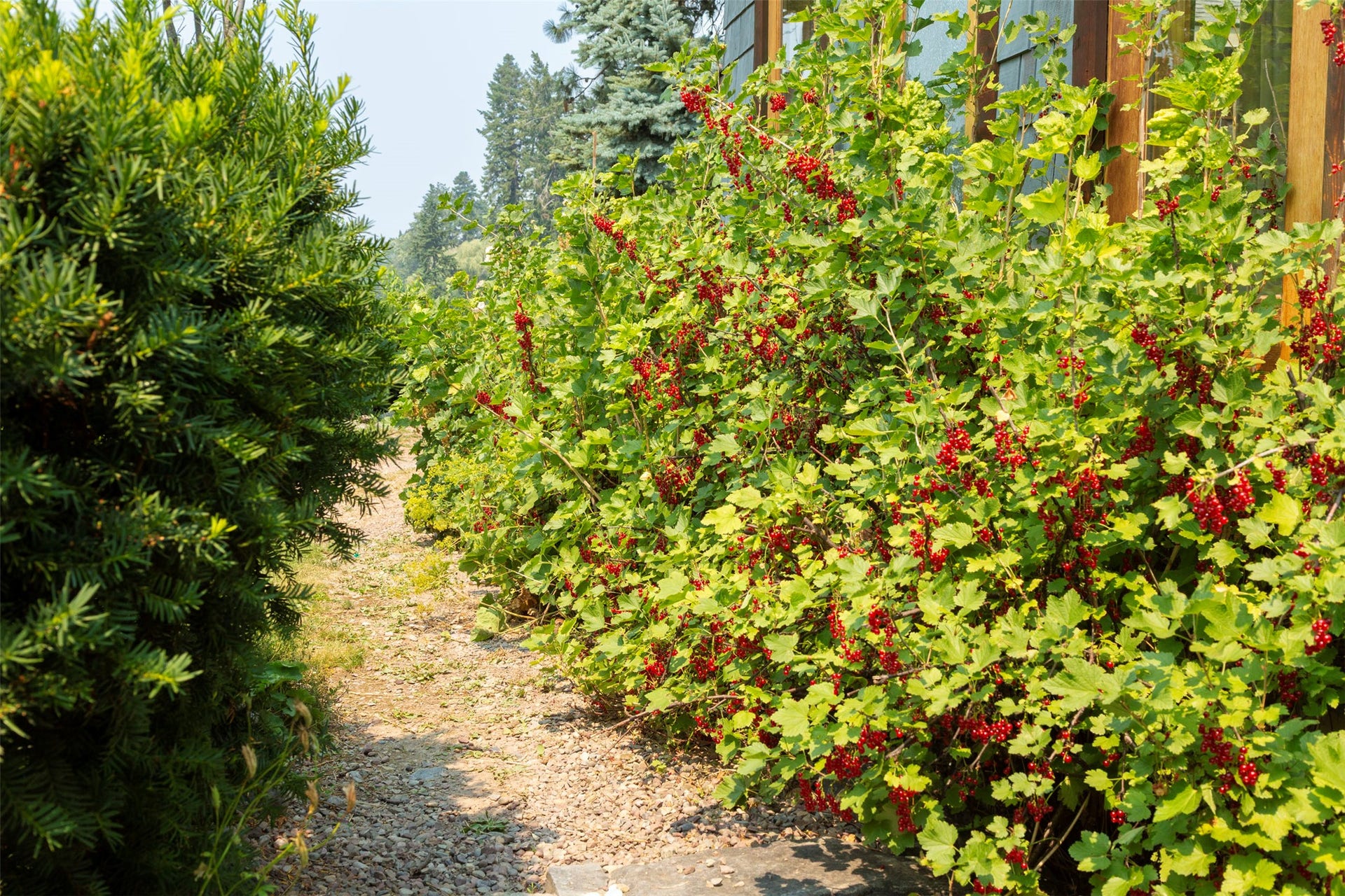 21848 Mt Highway 35, Bigfork, MT 59911 Yews and currant bushes at the front entry to the courtyard.