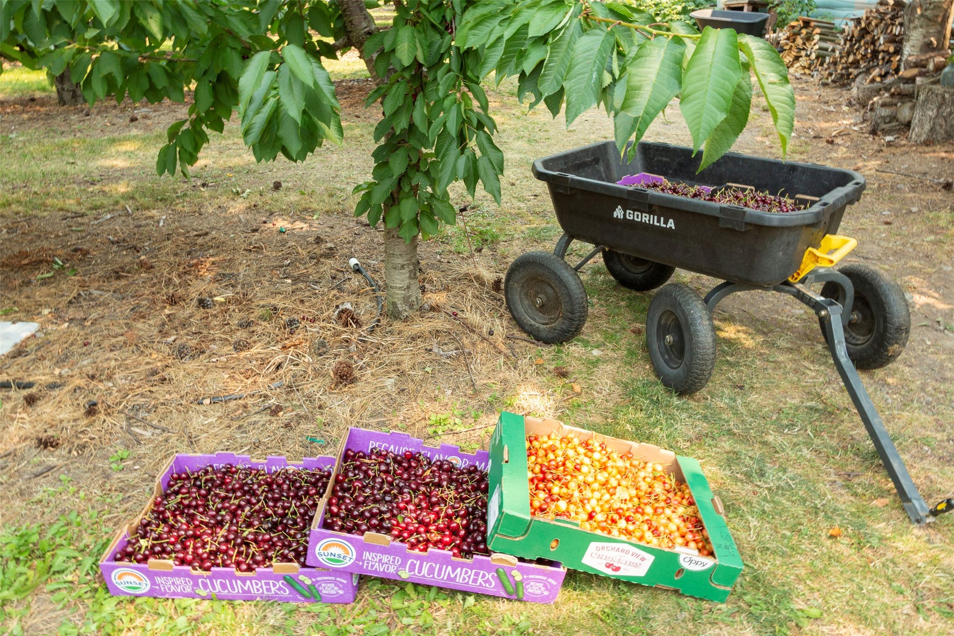 21848 Mt Highway 35, Bigfork, MT 59911 Boxes of sweet cherries at harvest time.