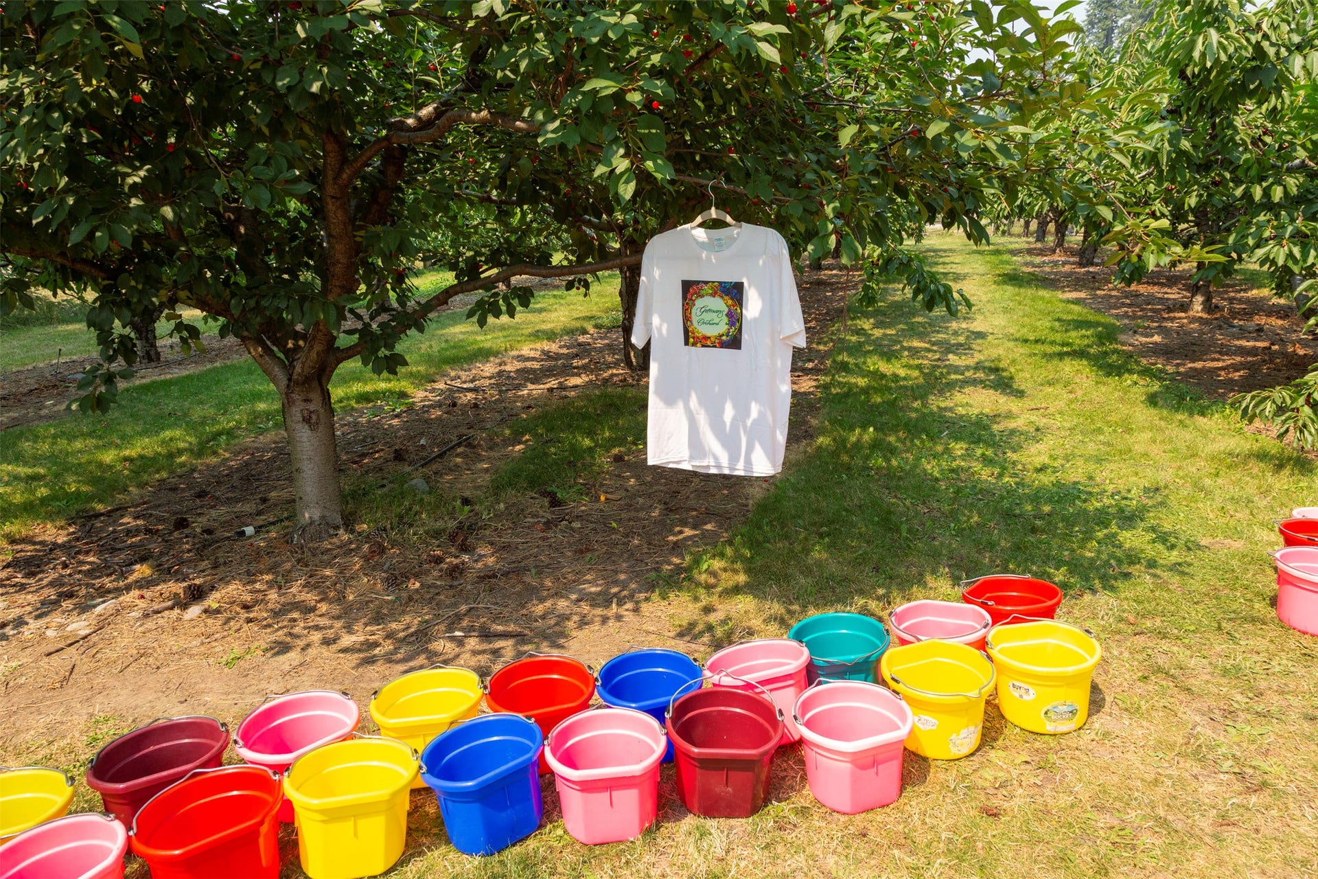 21848 Mt Highway 35, Bigfork, MT 59911 U-Pick buckets ready to be filled during cherry harvest.