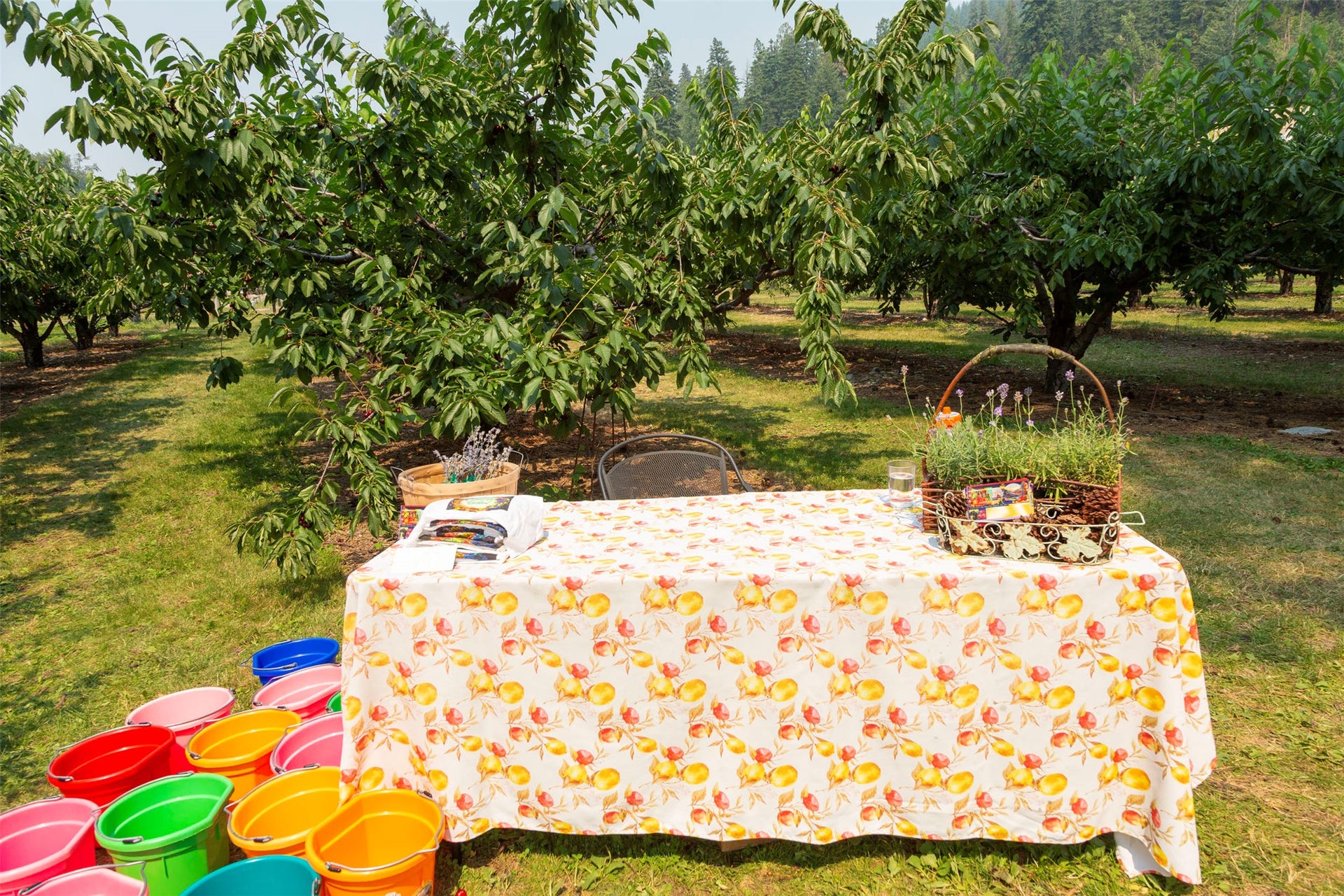 21848 Mt Highway 35, Bigfork, MT 59911 U-Pick check-in table at harvest time.