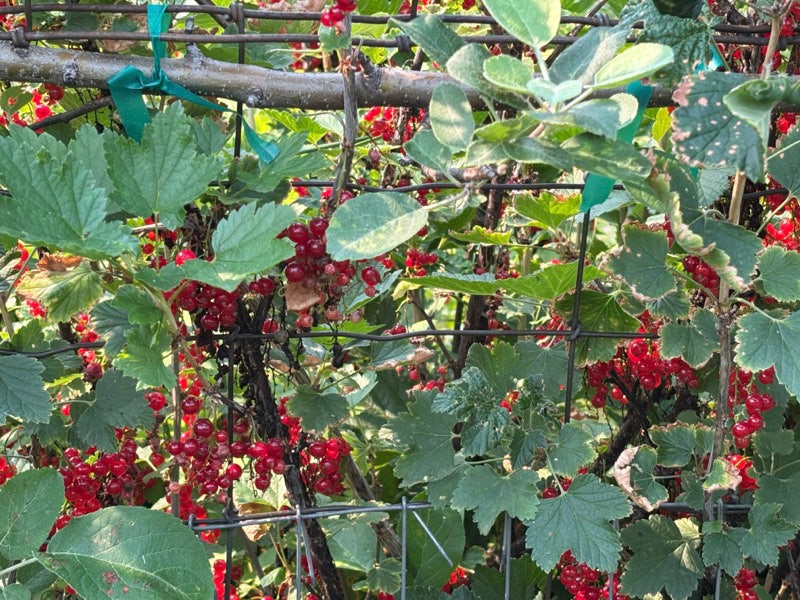 21848 Mt Highway 35, Bigfork, MT 59911 Ripening currants at the edge of the cherry orchard signal the peak of the summer harvest.
